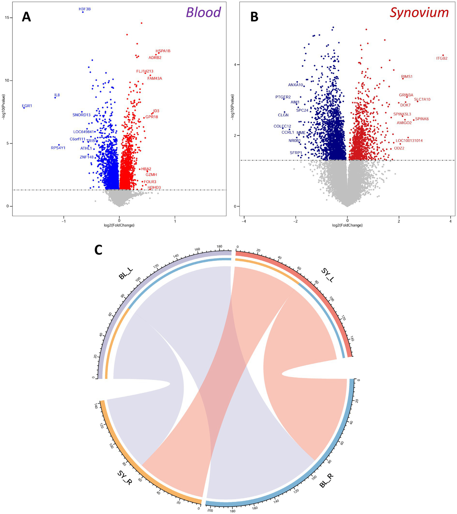 A series of three data visualizations depict differential gene expression. Panel A shows a volcano plot for blood, with blue and red dots representing downregulated and upregulated genes, respectively, against log2 fold change and p-value axes. Panel B displays a similar plot for synovium, also showing differential gene expression. Panel C is a circular chord diagram illustrating connections between four labeled sectors, highlighting relationships among blood and synovium samples with color-coded links.