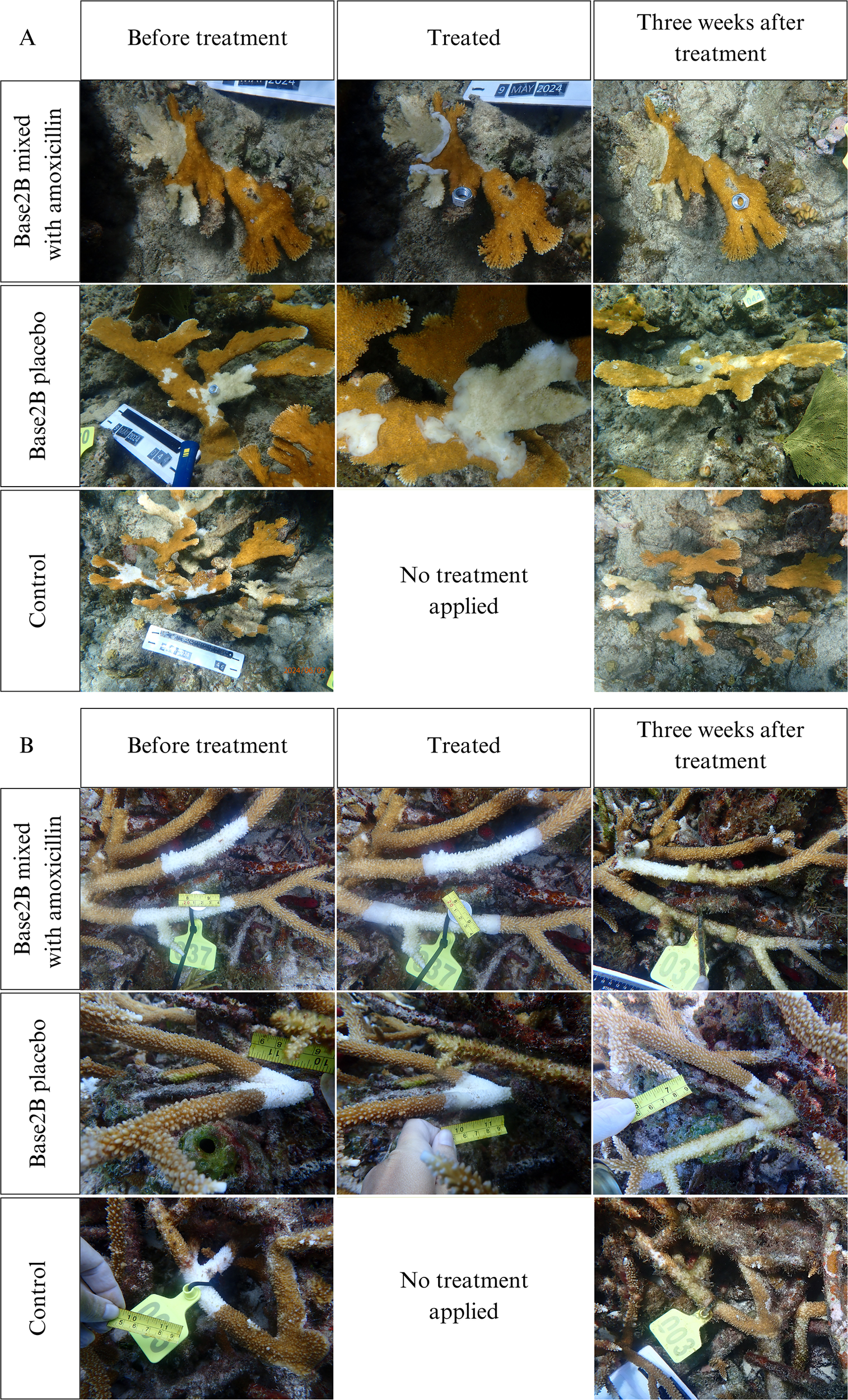 Panel A displays images of coral before treatment, after treatment with Base2B mixed with amoxicillin, and three weeks later. The untreated control shows coral deterioration. Panel B illustrates similar conditions for different coral with Base2B treatment, placebo, and control results. Tags and measuring tapes are visible in some images.