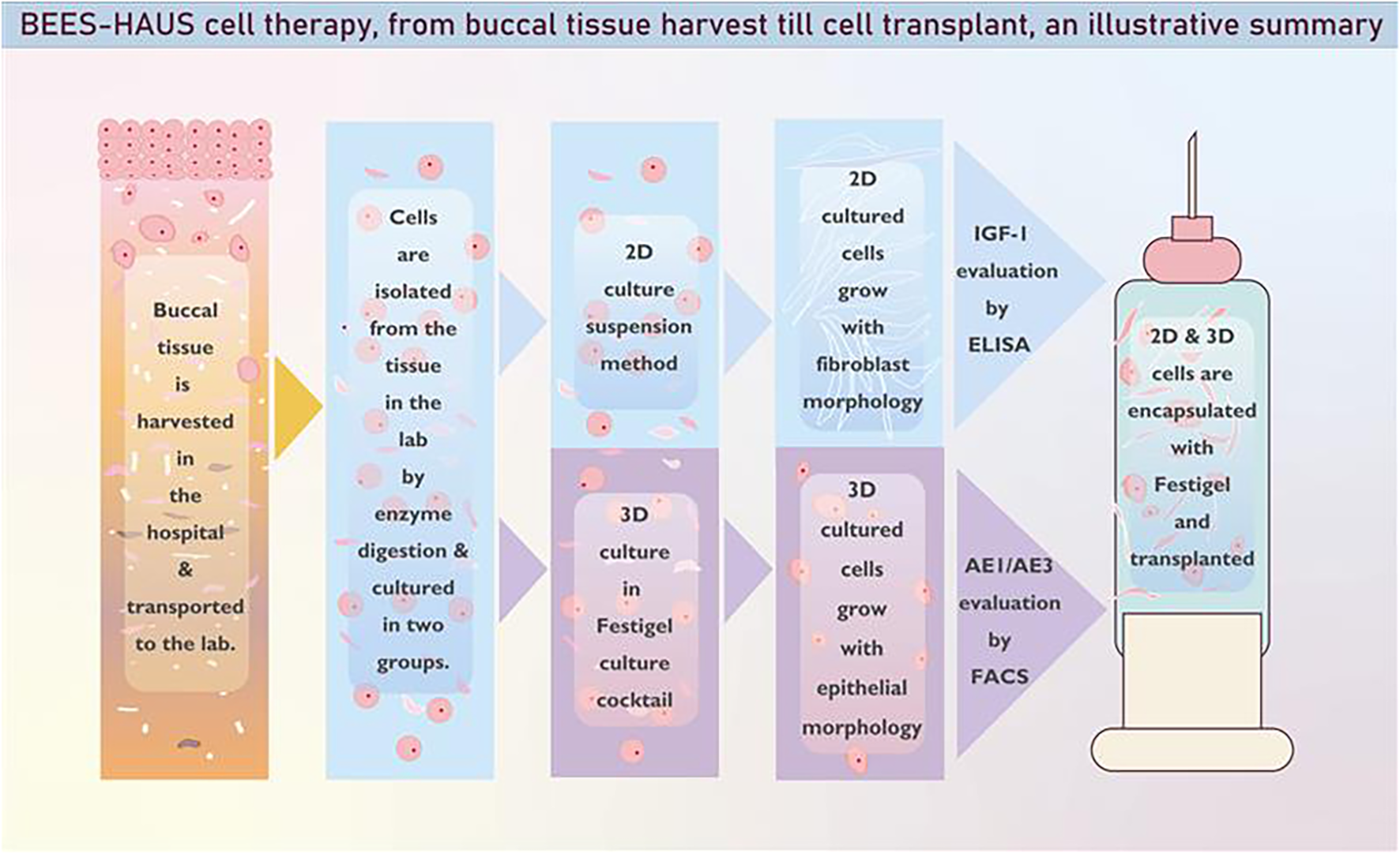 Illustrative summary of BEES-HAUS cell therapy process: Buccal tissue is harvested in a hospital and transported to a lab. Cells are isolated by enzyme digestion and cultured in two groups: 2D suspension and 3D culture in Festigel. 2D cells grow with fibroblast morphology, while 3D cells grow with epithelial morphology. IGF-I evaluation is conducted by ELISA, and AE1/AE3 evaluation by FACS. Both 2D and 3D cells are encapsulated with Festigel and transplanted.