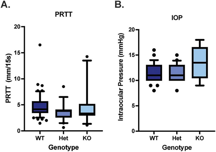 Two box plots compare data across three genotypes: WT, Het, and KO. Plot A shows PRTT values ranging from 0 to 20 mm per 15 seconds, with medians at lower levels for WT and Het compared to KO. Plot B displays intraocular pressure (IOP) from 0 to 20 mmHg, with similar median values for all genotypes, though KO has a wider range.