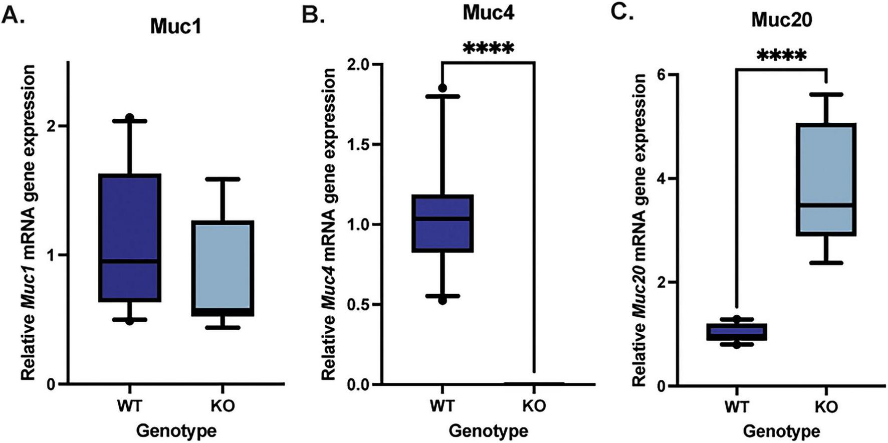 Box plots show relative mRNA gene expression for Muc1, Muc4, and Muc20 across two genotypes: WT (wild type) and KO (knockout). Panel A shows similar Muc1 expression in both genotypes. Panel B indicates significantly lower Muc4 expression in KO, marked by four asterisks. Panel C reveals significantly higher Muc20 expression in KO, also marked by four asterisks.