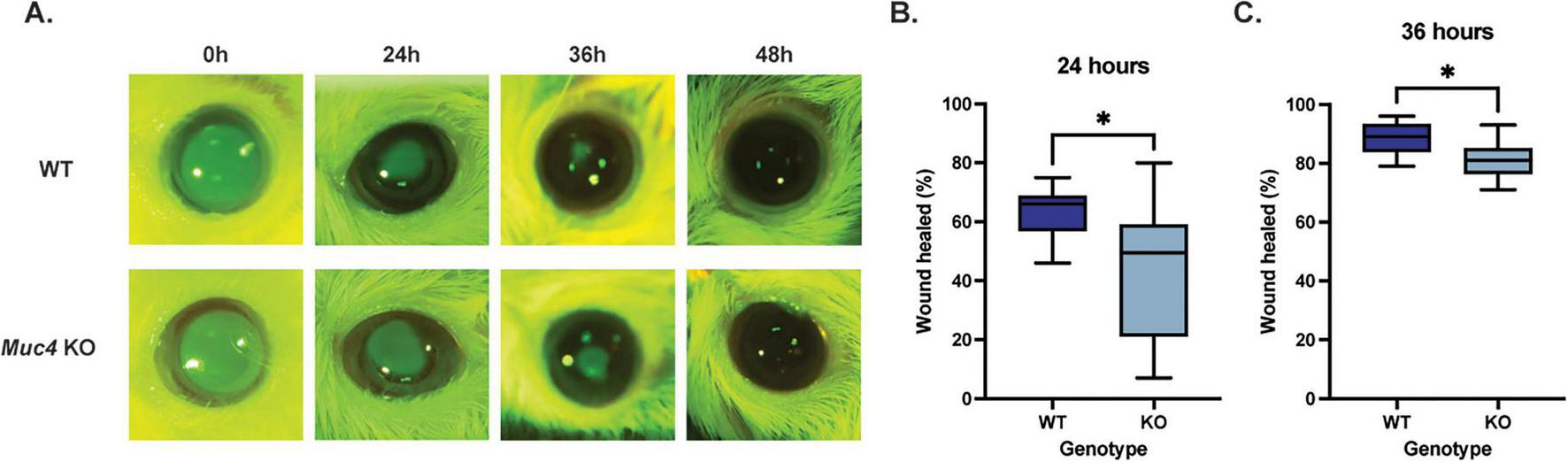 Panel A shows a series of images comparing corneal wound healing at 0, 24, 36, and 48 hours in WT and Muc4 KO mice, illustrating healing progression. Panel B, a box plot, depicts the percentage of wound healing after 24 hours, comparing WT and KO genotypes, with a significant difference indicated by an asterisk. Panel C, another box plot, shows wound healing percentages at 36 hours for both genotypes, again highlighting a significant difference with an asterisk.