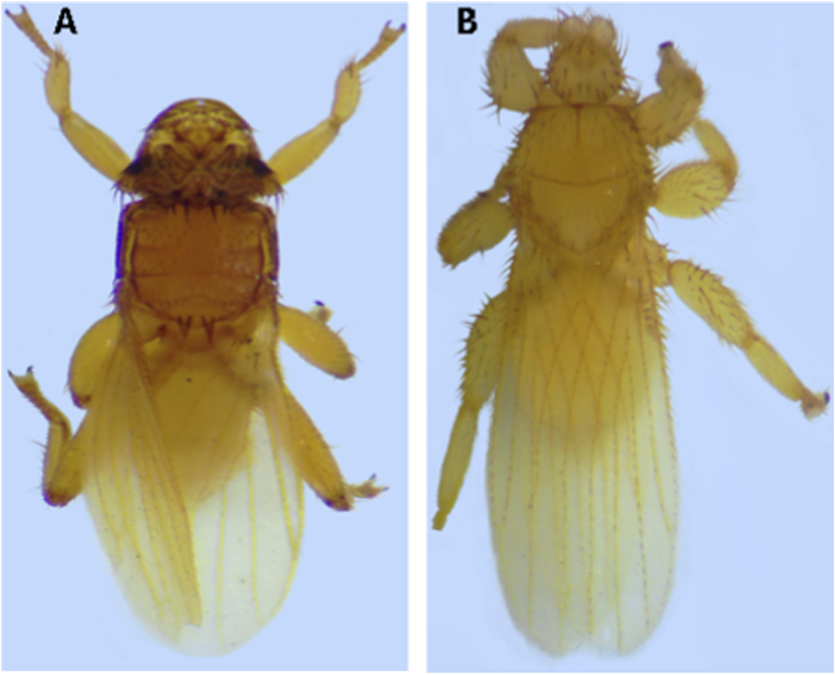 Two images of a fly specimen are shown against a light blue background. Image A features a dorsal view, displaying distinct reddish-brown shading on the thorax and clear wings. Image B also shows a dorsally viewed fly with a more uniform yellowish coloring and visible bristles on the body. Both images highlight the insect's anatomical features.