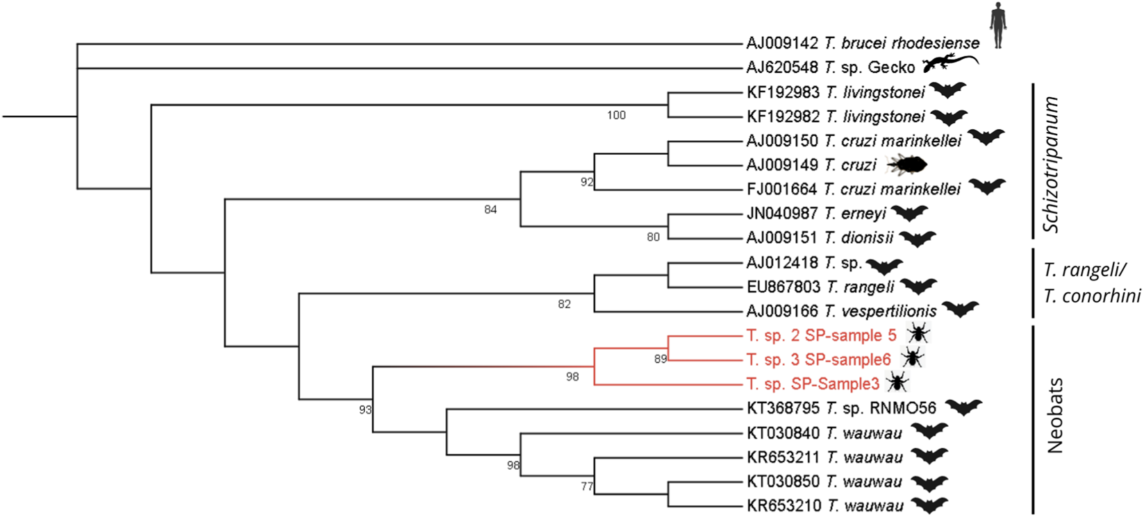 Phylogenetic tree depicting relationships among various species. It includes Trypanosoma species associated with different hosts like bats, humans, geckos, and insects. The tree is divided into two main groups: Schizotrypanum, with a further split into T. rangeli/T. conorhini, and Neobats. Bootstrap values are shown on the nodes, with high values indicating strong support. Species names and symbols representing their hosts are shown at the tips. Red lines highlight T. sp. samples.