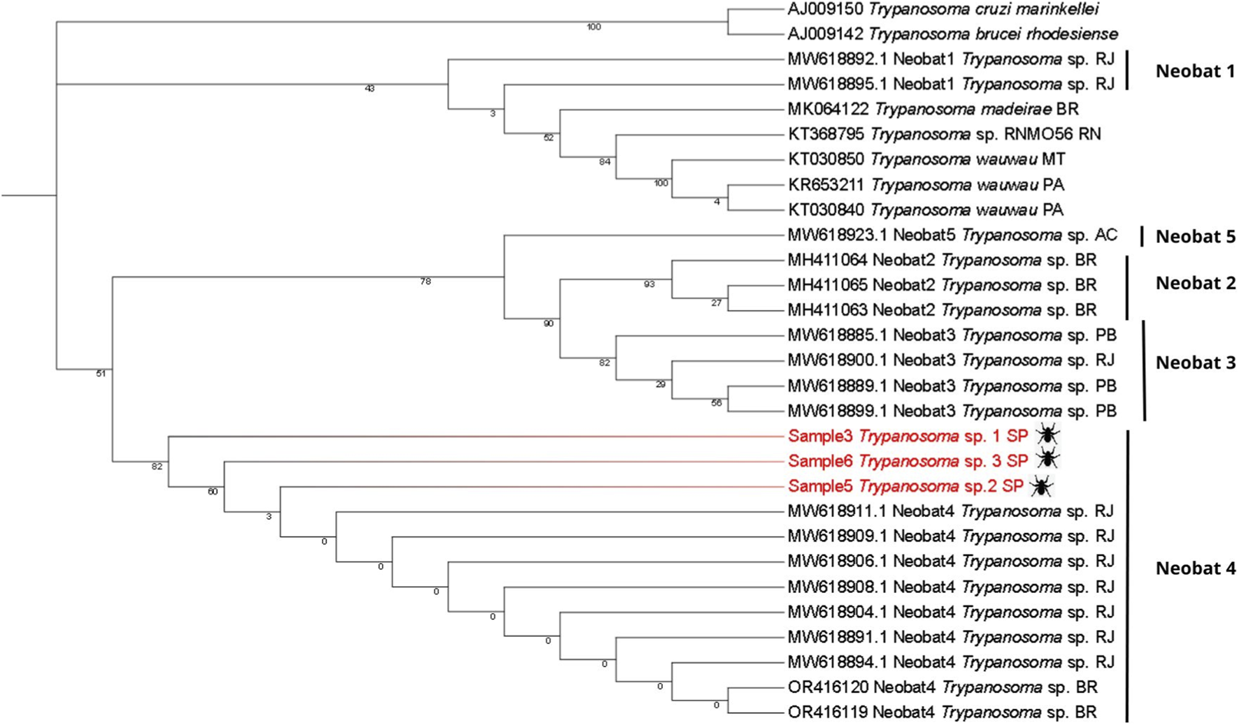 Phylogenetic tree depicting relationships among various Trypanosoma species and samples, labeled with accession numbers. Branches are divided into groups, including Neobat 1 through Neobat 5. Samples 3, 5, and 6 are highlighted in red. Bootstrap support values are shown along branches.
