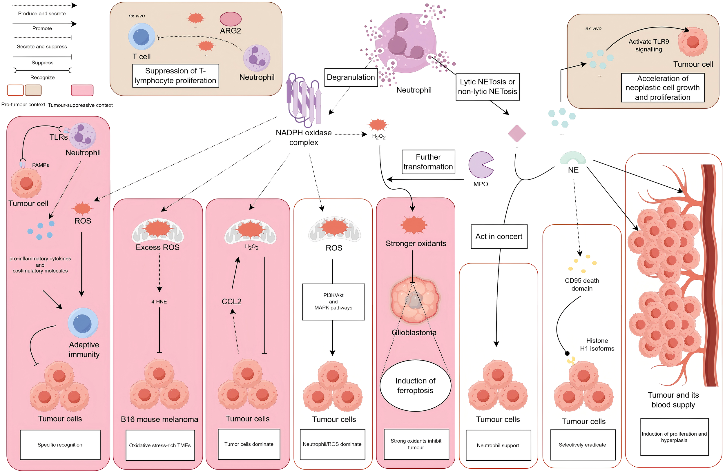 Graphic illustrating mechanisms involving neutrophils and reactive oxygen species (ROS) in tumor progression and suppression. Neutrophils interact with tumor cells via TLRs, producing ROS. Excess ROS promotes tumor growth, depicted with B16 mouse melanoma models. Transformation into stronger oxidants can inhibit tumors, such as glioblastoma, by inducing ferroptosis. In contrast, T-cell suppression through ARG2 and TLR9 signaling accelerates tumor growth. The process involves various pathways, enzymes, and immune responses, ultimately affecting tumor proliferation and blood supply.