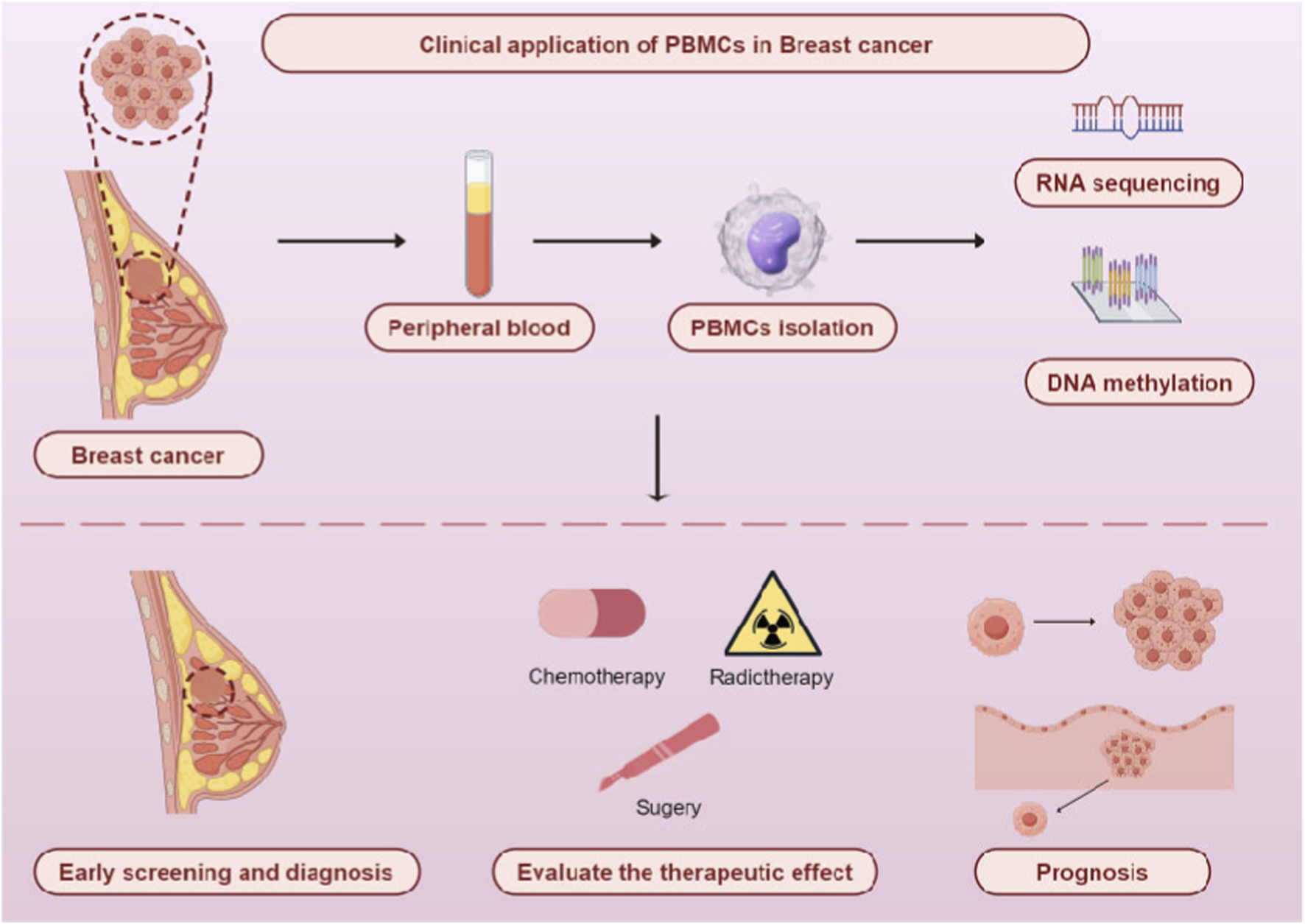 Diagram illustrating the clinical application of PBMCs in breast cancer. The process involves extracting peripheral blood, isolating PBMCs, conducting RNA sequencing and DNA methylation. This is used for early screening, evaluating the therapeutic effects of chemotherapy, radiotherapy, and surgery, and assessing prognosis.