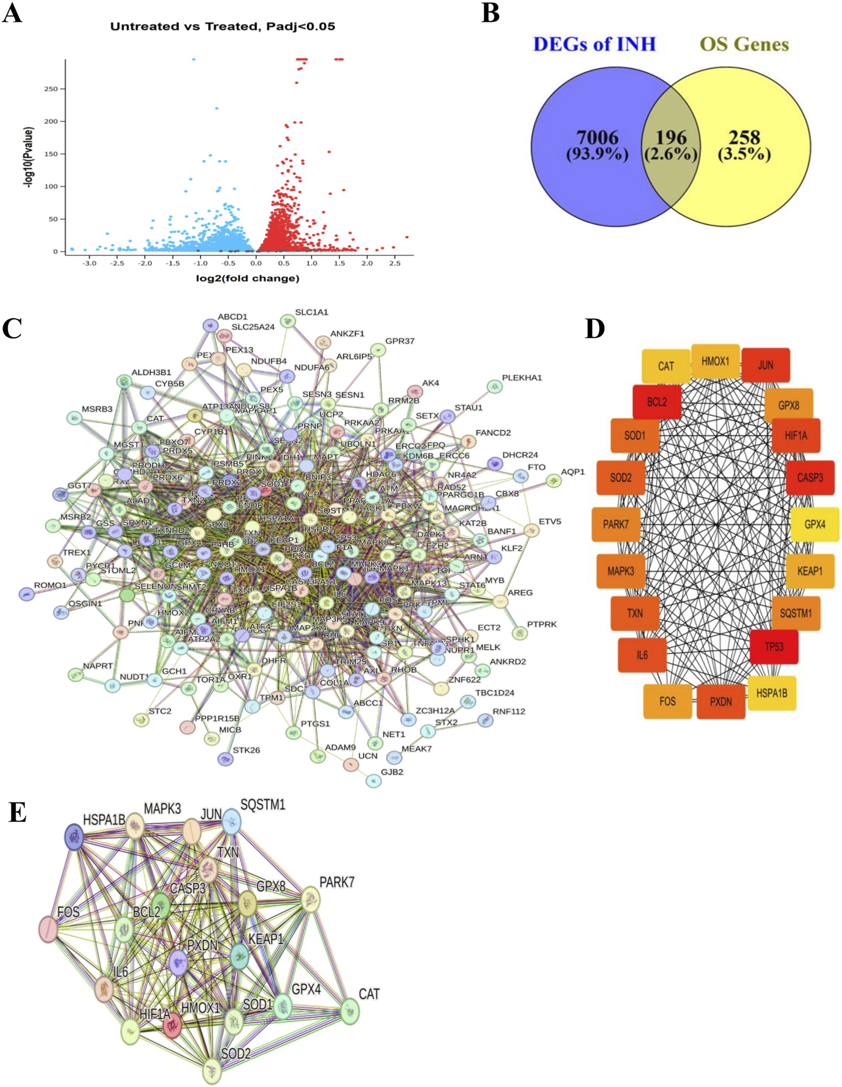 Panel A displays a volcano plot comparing untreated versus treated samples, highlighting significant gene expression changes. Panel B contains a Venn diagram showing the overlap between differentially expressed genes of INH and OS genes. Panel C presents a complex protein–protein interaction network with genes labeled in colored nodes. Panel D illustrates a hub gene network, with key genes in orange and yellow rectangles connected by black lines. Panel E features a smaller protein-network cluster with gene names labeled on colored circles and interconnected by lines.
