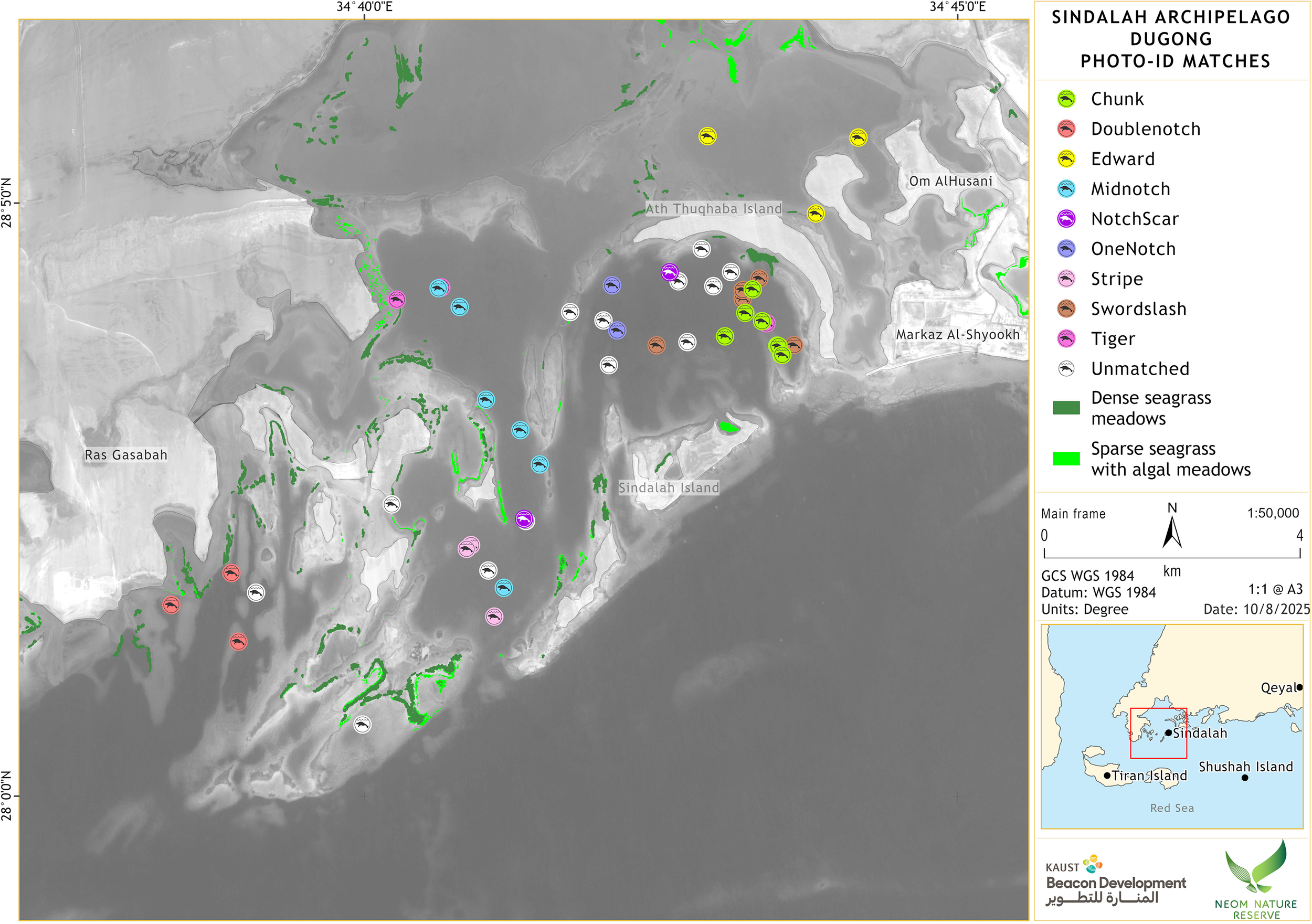 Map showing the Sindalah Archipelago with locations of dugong photo-ID matches marked with various colored icons. Dense and sparse seagrass meadows are highlighted in dark and light green, respectively. Islands labeled include Ras Gasabah, Ath Thuqahabah, Om AlHusani, Markaz Al-Shyookh, and Sindalah Island. A legend indicates different icons representing specific dugongs and unmatched sightings. A small inset map shows the broader location near the Red Sea.