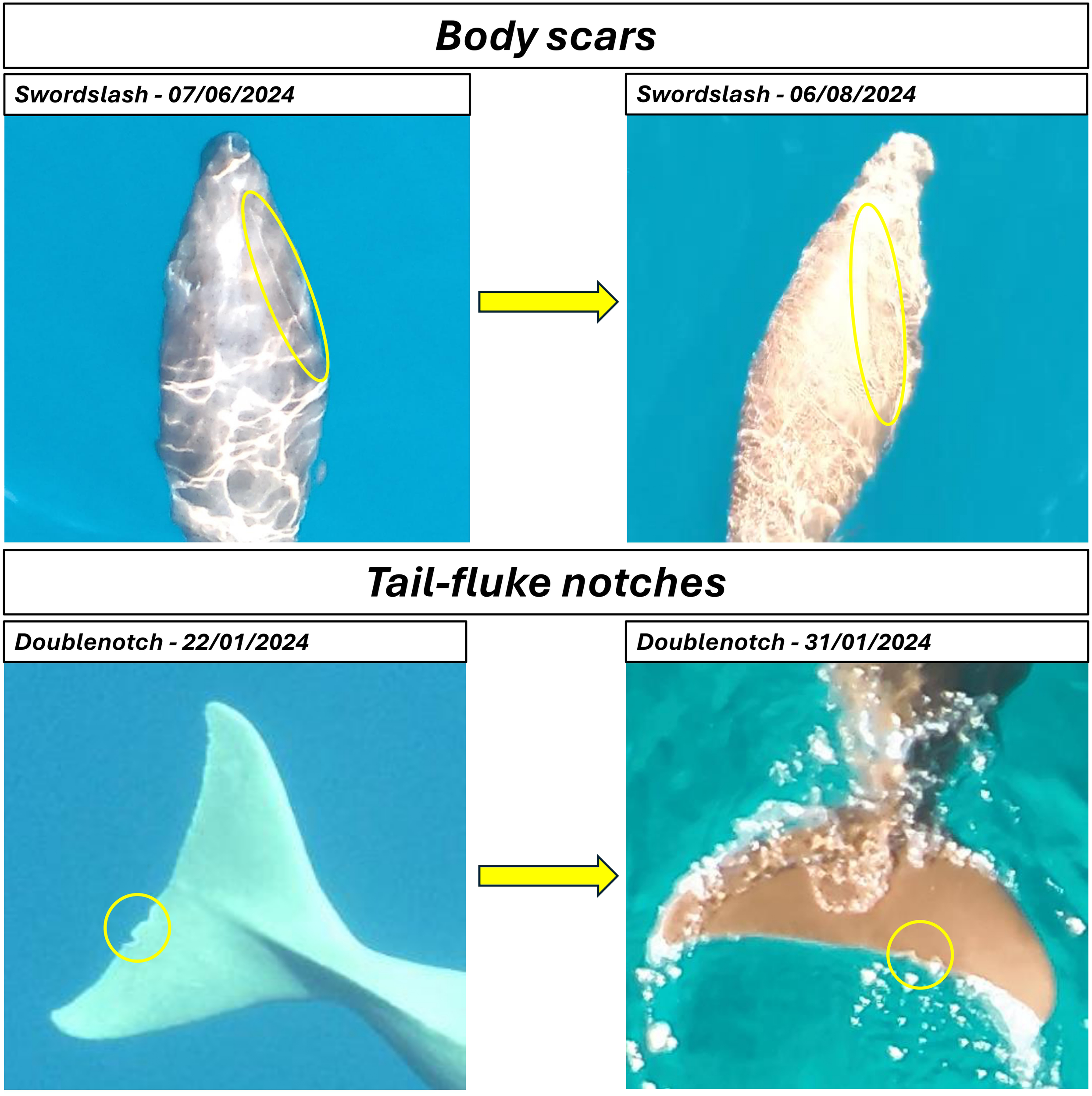 Two panels comparing scars and notches on a dugong. Top panel: “Body scars” shows two images. Left image from 07/06/2024 highlights a scar on a dugong's body. Right image from 06/08/2024 shows the same area with changes. Bottom panel: “Tail-fluke notches” shows two images. Left image from 22/01/2024 highlights a notch on a dugong's tail-fluke. Right image from 31/01/2024 shows the notch with changes. Both comparisons are marked with yellow circles and arrows.