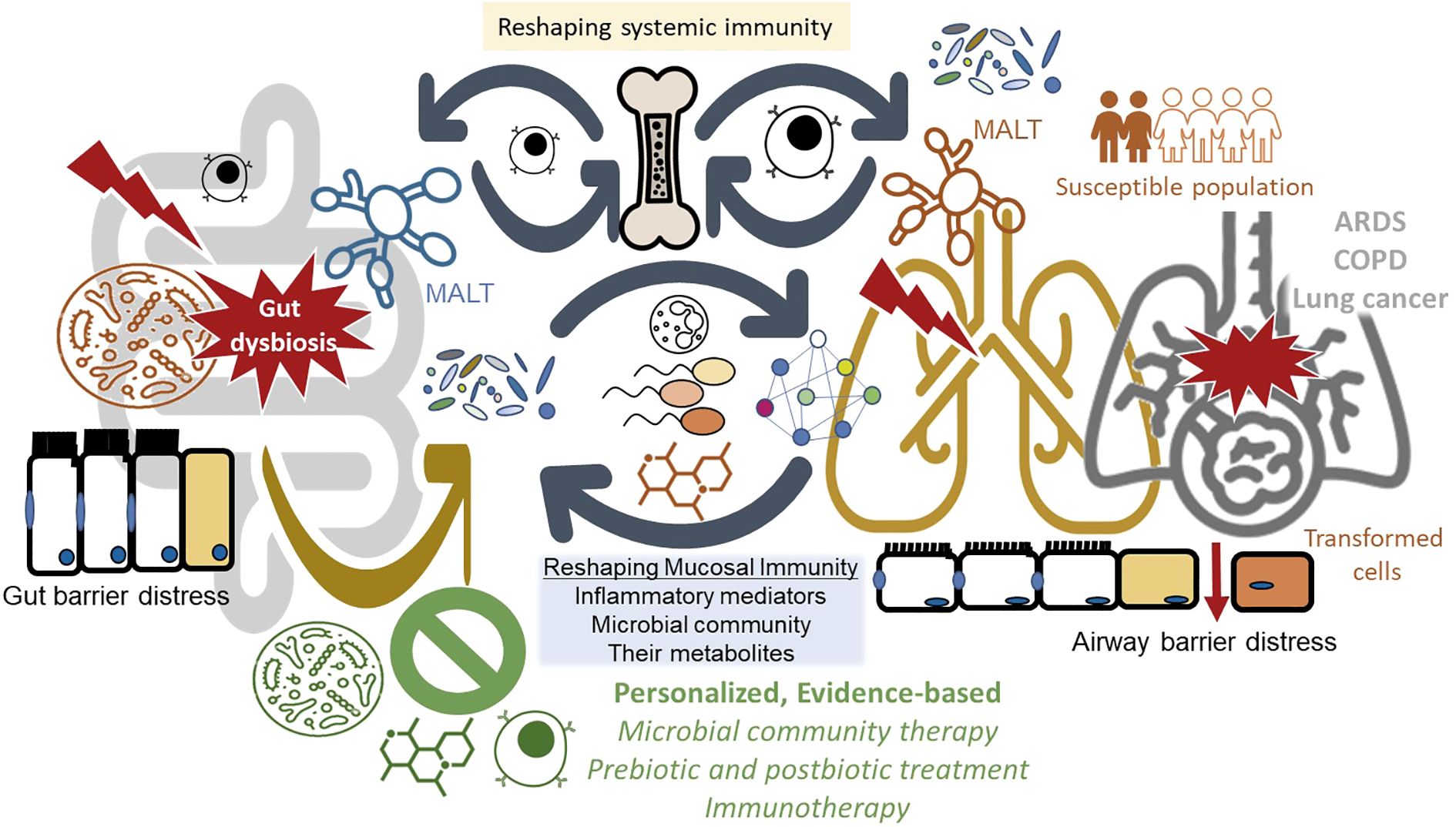 Diagram illustrating the connection between gut dysbiosis and respiratory health. It shows gut and airway barrier distress, with terms like “MALT,” “ARDS,” “COPD,” and “transformed cells.” Concepts such as “Reshaping systemic immunity” and “Personalized, Evidence-based therapy” are highlighted. Elements like microbial community therapy, inflammatory mediators, and prebiotic treatment are included, focusing on systemic and mucosal immunity.