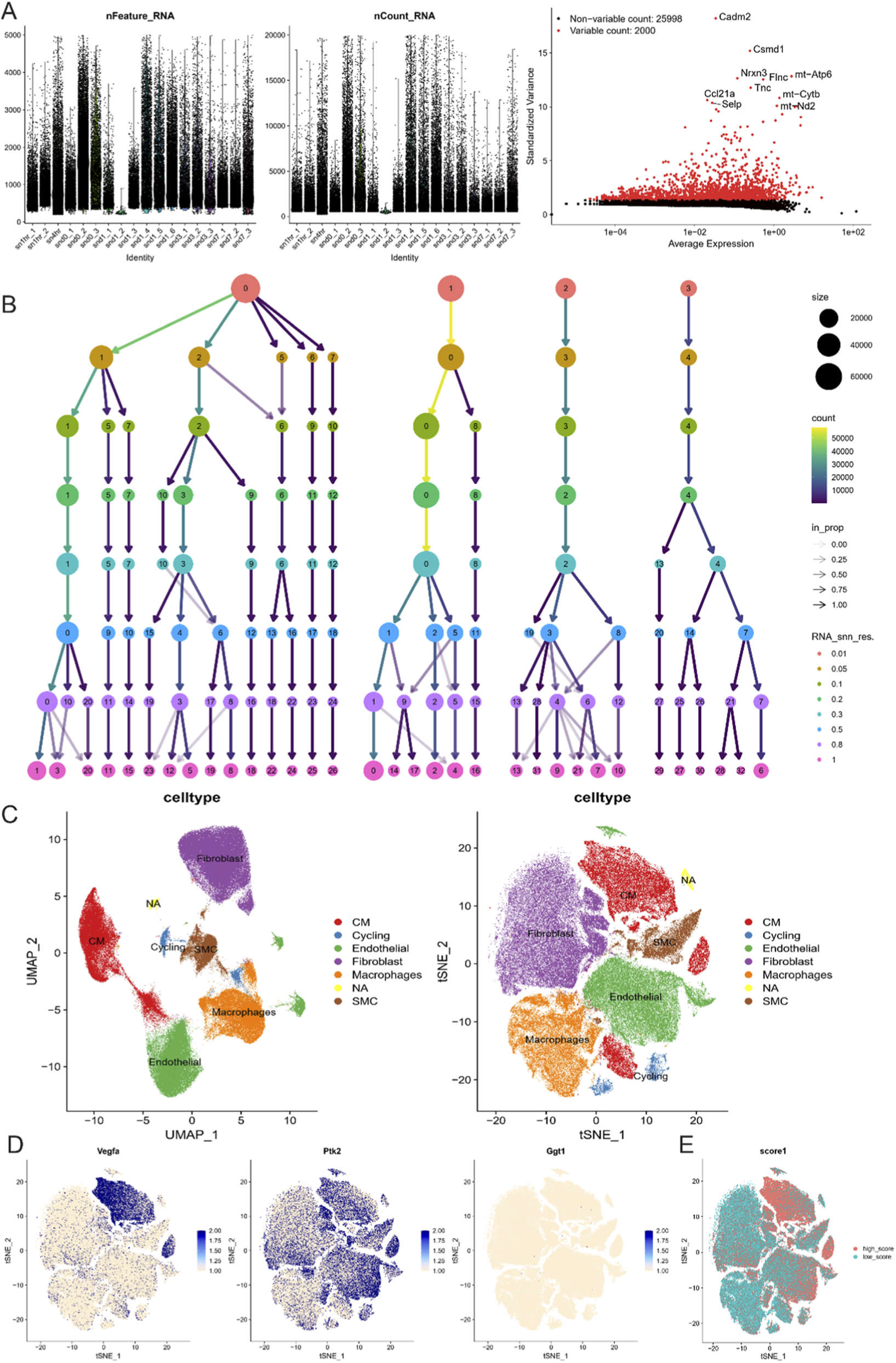 Composite image of cellular data analysis:A) Scatter plots display nFeature_RNA and nCount_RNA against identity, and a feature variability plot showing standardized variance versus average expression, highlighting top variable genes.B) Three hierarchical trees depict cell type relationships with nodes colored by size and count metrics.C) UMAP and t-SNE plots illustrate distinct clusters of cell types labeled as CM, Cycling, Endothelial, Fibroblast, Macrophages, NA, and SMC.D) t-SNE plots for gene expression of Vegfa, Pik3, and Ggt1 with color intensity representing expression levels.E) t-SNE plot showing score1 distribution, highlighting high and low scores.