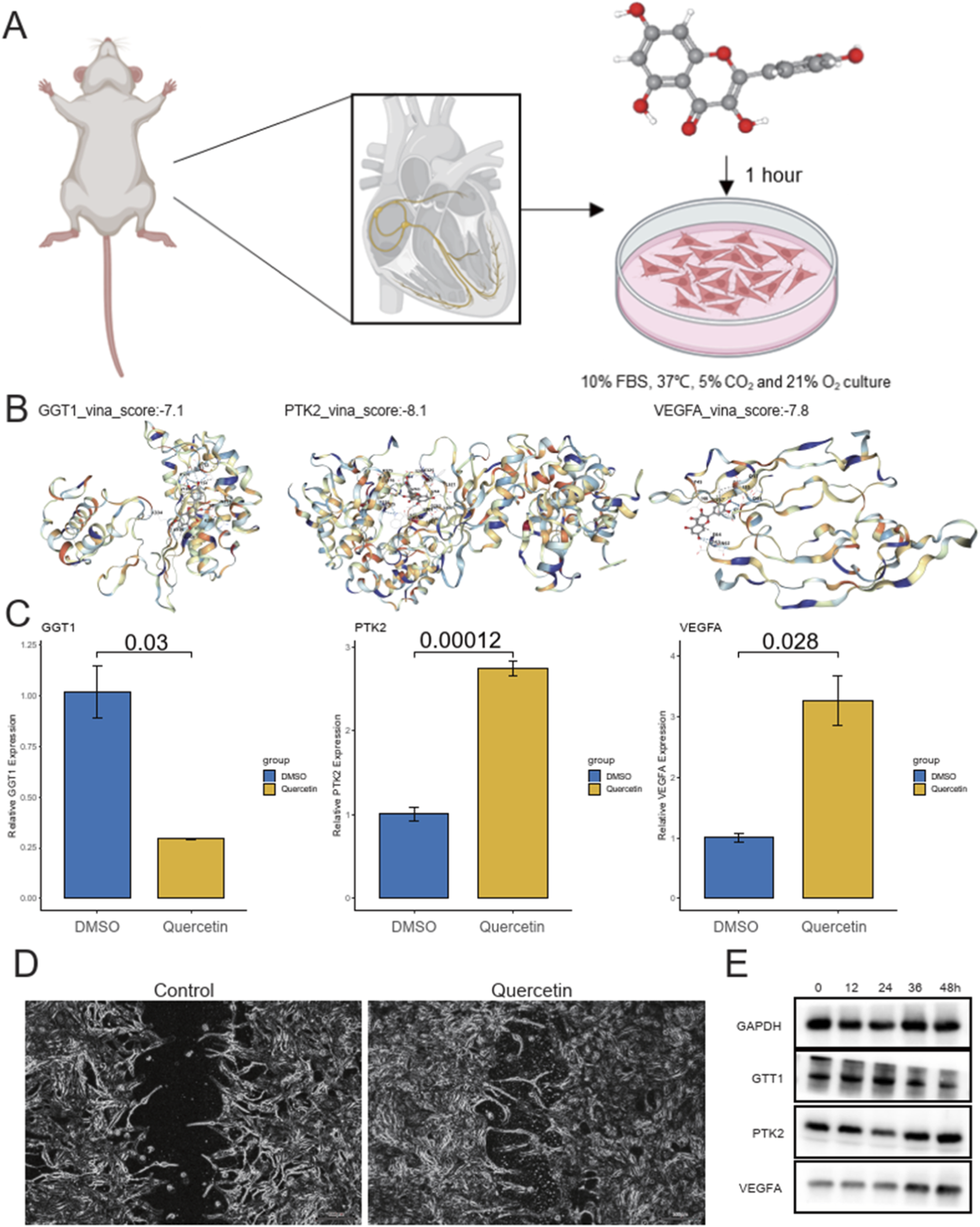 Diagram with five panels: Panel A shows a mouse and a magnified heart image, linked to a molecular structure and petri dish, indicating a one-hour cell culture process with specific conditions. Panel B displays molecular structures GGT1, PTK2, and VEGFA with vina scores of minus-seven-point-one, minus-eight-point-one, and minus-seven-point-eight, respectively. Panel C shows bar graphs comparing the relative expression of GGT1, PTK2, and VEGFA in DMSO and quercetin-treated groups, showing statistical significance. Panel D presents microscopic images of control versus quercetin conditions. Panel E depicts western blot bands over 48 hours for GAPDH, GTT1, PTK2, and VEGFA.