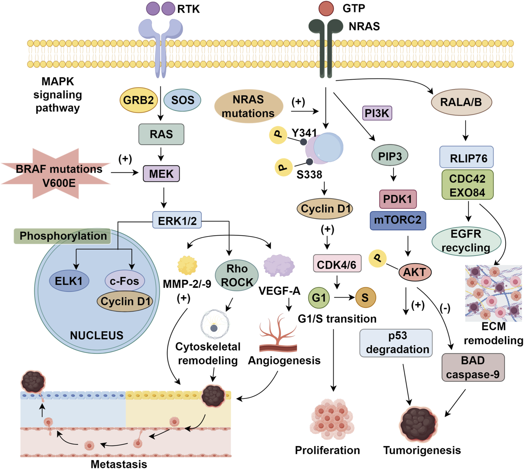 Diagram of the MAPK signaling pathway in relation to BRAF and NRAS mutations. It shows interactions between various proteins and enzymes like RAS, MEK, and ERK1/2, leading to processes such as phosphorylation, cytoskeletal remodeling, and angiogenesis. The flowchart depicts how these interactions contribute to cellular outcomes like metastasis, proliferation, and tumorigenesis. Arrows indicate the progression of signals and interactions, highlighting key molecules like Cyclin D1, PI3K, and AKT.