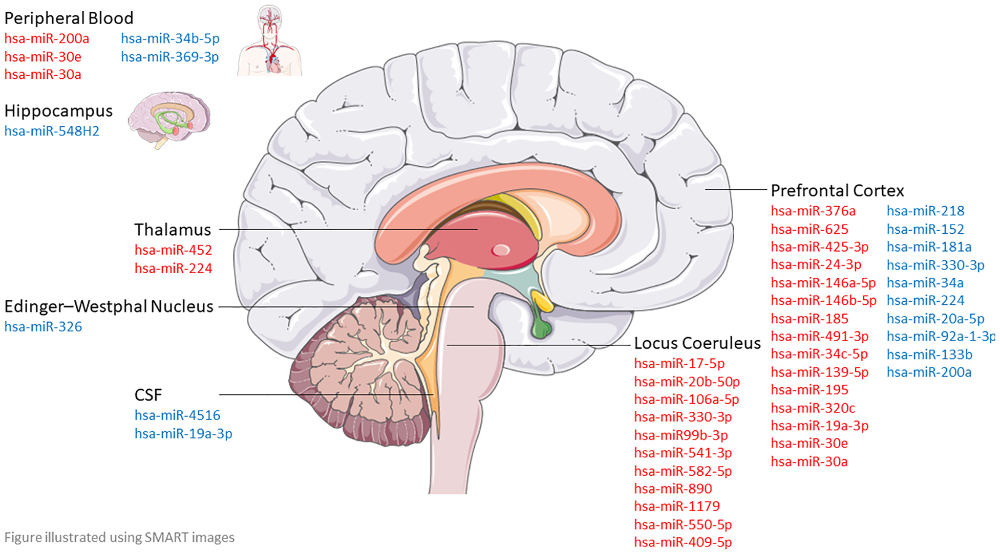 Illustration of a brain highlighting regions associated with specific miRNAs. The Peripheral Blood shows miR-200a, miR-30e, and miR-30a, among others. The Hippocampus has miR-548H2. Thalamus includes miR-452 and miR-224. Edinger–Westphal Nucleus shows miR-326. The CSF region has miR-4516 and miR-19a-3p. The Prefrontal Cortex and Locus Coeruleus list extensive miRNAs, including miR-376a, miR-625, miR-425-3p, and more.