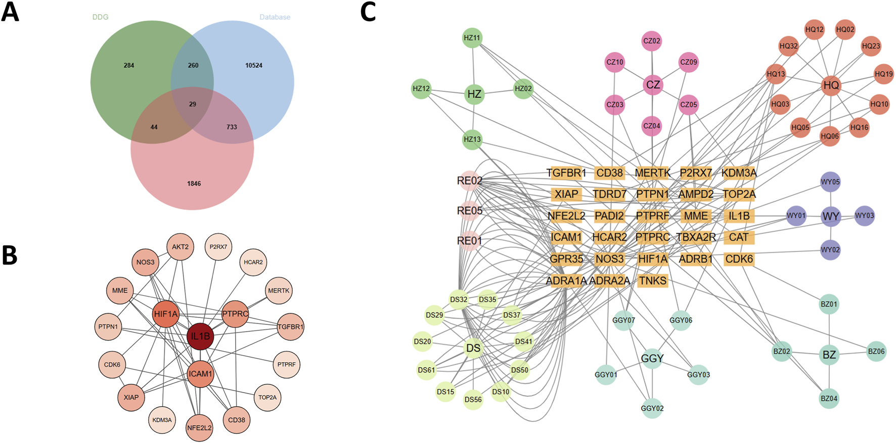 Diagram showing three visualizations: A) A Venn diagram with overlapping circles representing three data sets: DDG, Database, and another set, with numbers indicating elements in each section. B) A network diagram with IL1B at the center, connected to nodes like HIF1A and ICAM1. C) A complex network graph with interconnected groups labeled HQ, DS, CZ, RE, GGY, WY, and BZ, linked through various connections.