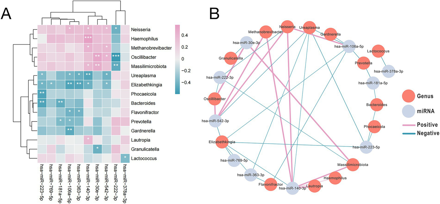 Panel A displays a heatmap showing the correlations between genera and microRNAs (miRNAs), with varying intensities from pink to blue indicating positive to negative correlations. Panel B features a network diagram depicting interactions between genera and miRNAs. Red circles represent genera, and blue circles represent miRNAs, with pink and blue lines indicating positive and negative associations respectively.