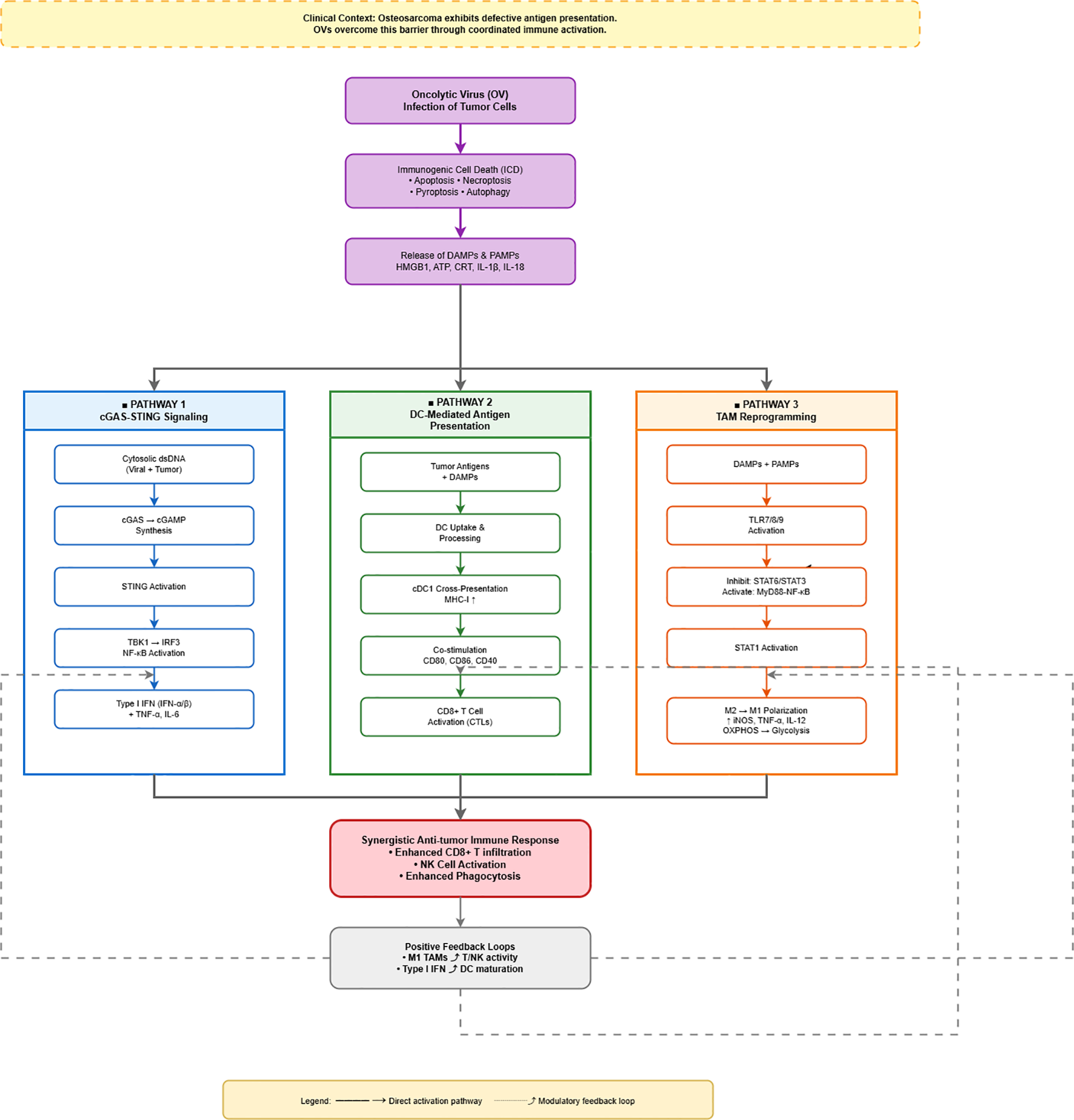 Flowchart illustrating the immune response pathways triggered by oncolytic virus infection of tumor cells in osteosarcoma. It highlights three pathways: cGAS-STING signaling, DC-mediated antigen presentation, and TAM reprogramming, leading to synergistic anti-tumor immune responses such as CD8+ T-cell infiltration and NK cell activation. Positive feedback loops and modulatory feedback loops are also depicted.