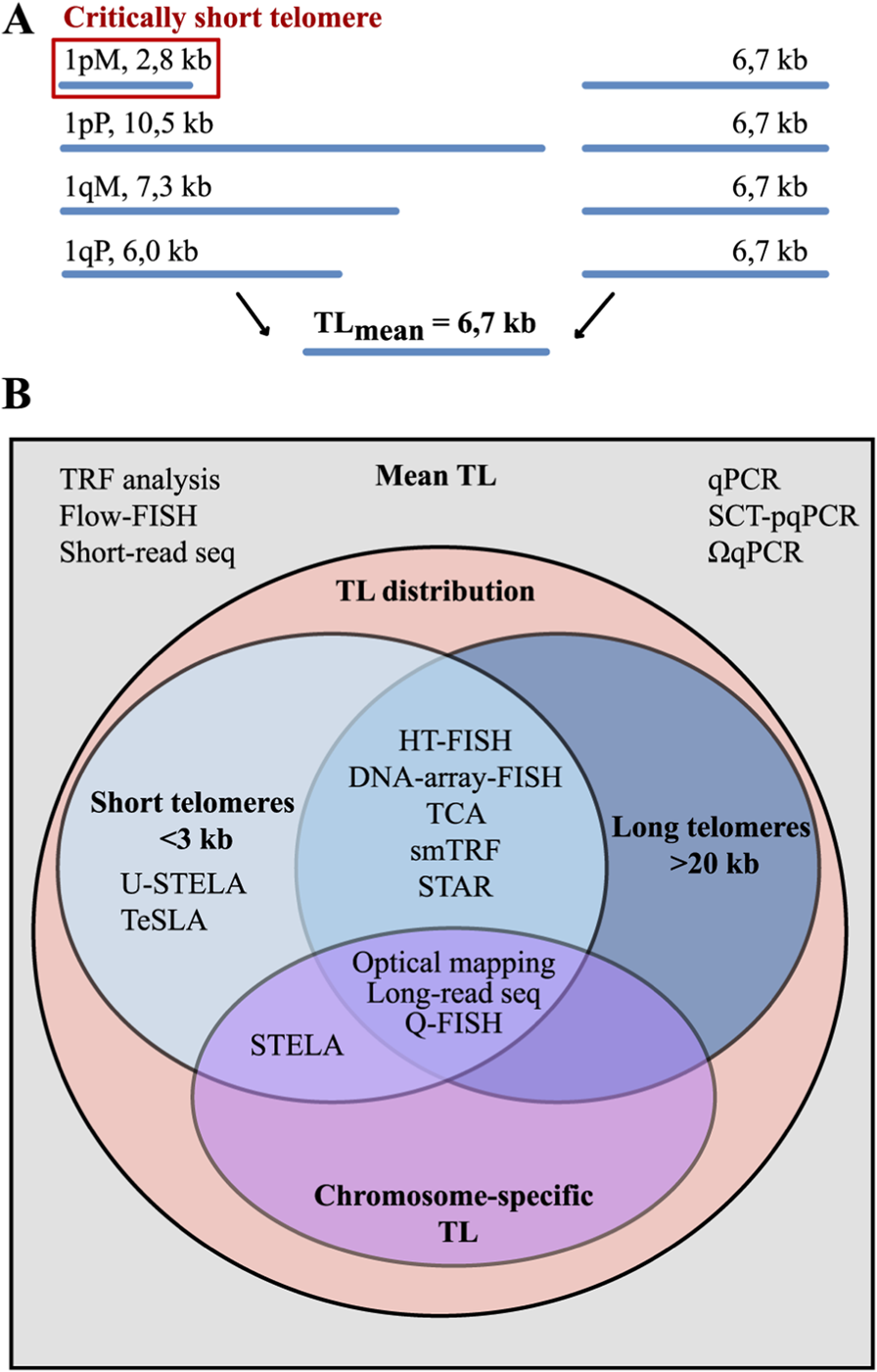 Panel A shows how averaging telomere length across chromosomes masks intra- and inter-chromosomal variations, including critically short or very long telomeres. Panel B illustrates telomere length measurement methods: mean telomere length estimation, quantification of short and long telomeres, and chromosome arm-specific methods.