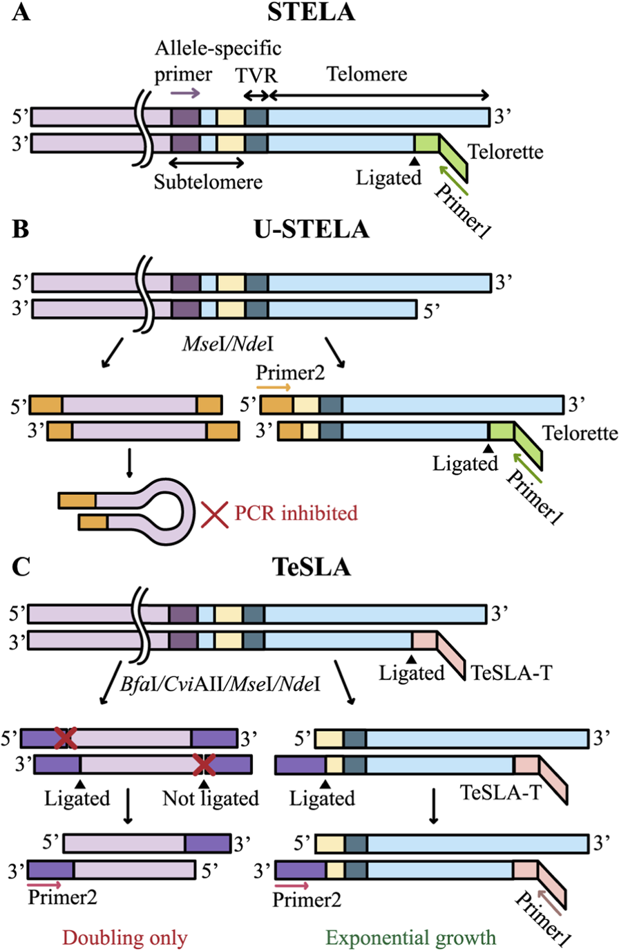 Diagram illustrating three telomere length analysis methods: (A) STELA uses allele-specific primers and a Telorette adapters for telomere amplification. (B) U-STELA in addition to Telorette adapters involves enzyme cutting, generating sticky ends to which a double-stranded adapter is ligated; this adapter serves as a PCR primer 2 binding site. (C) Panel C illustrates TeSLA: genomic DNA is initially ligated to TeSLA-T adapters, which function as priming sites for the PCR step. After digestion with a mixture of restriction endonucleases (BfaI, CviAII, MseI, NdeI), a second class of adapters, designed with a modified 3ā² terminus to allow ligation of only a single strand, is added. A corresponding second PCR primer recognizes these adapters. During PCR, non-telomeric fragments are replicated only linearly, whereas fragments containing telomeric sequences undergo exponential amplification.