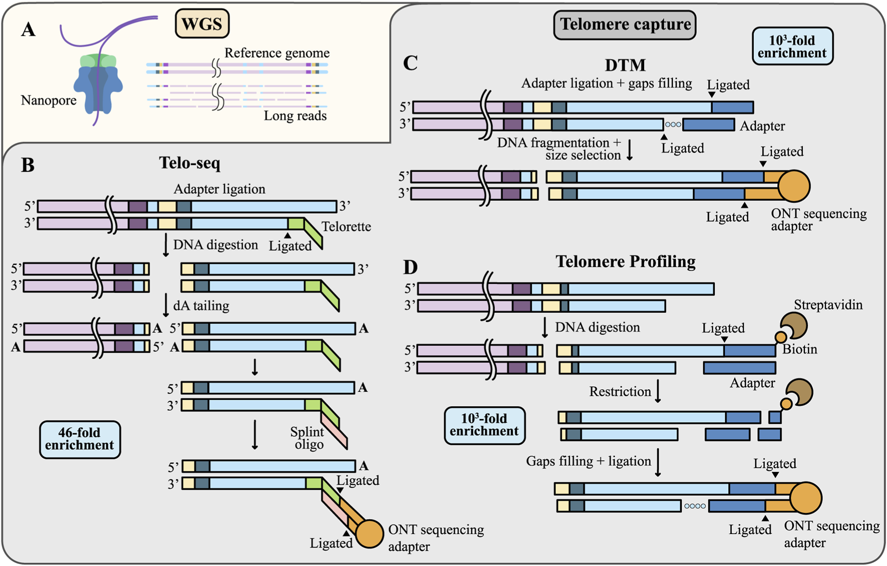 Diagram illustrating telomere capture techniques. Panel A shows whole-genome sequencing using nanopore technology. Panel B details Telo-seq with processes of adapter ligation, DNA digestion, dA tailing, and splint oligo annealing and ligation of ONT sequencing adapter. Panel C describes DTM, highlighting adapter ligation, DNA fragmentation, and sequencing adapters ligation. Panel D shows telomere profiling involving genomic DNA digestion and ligation of biotinylated double-stranded adapters to the telomeric ends. Each technique is designed for use with ONT adapters.