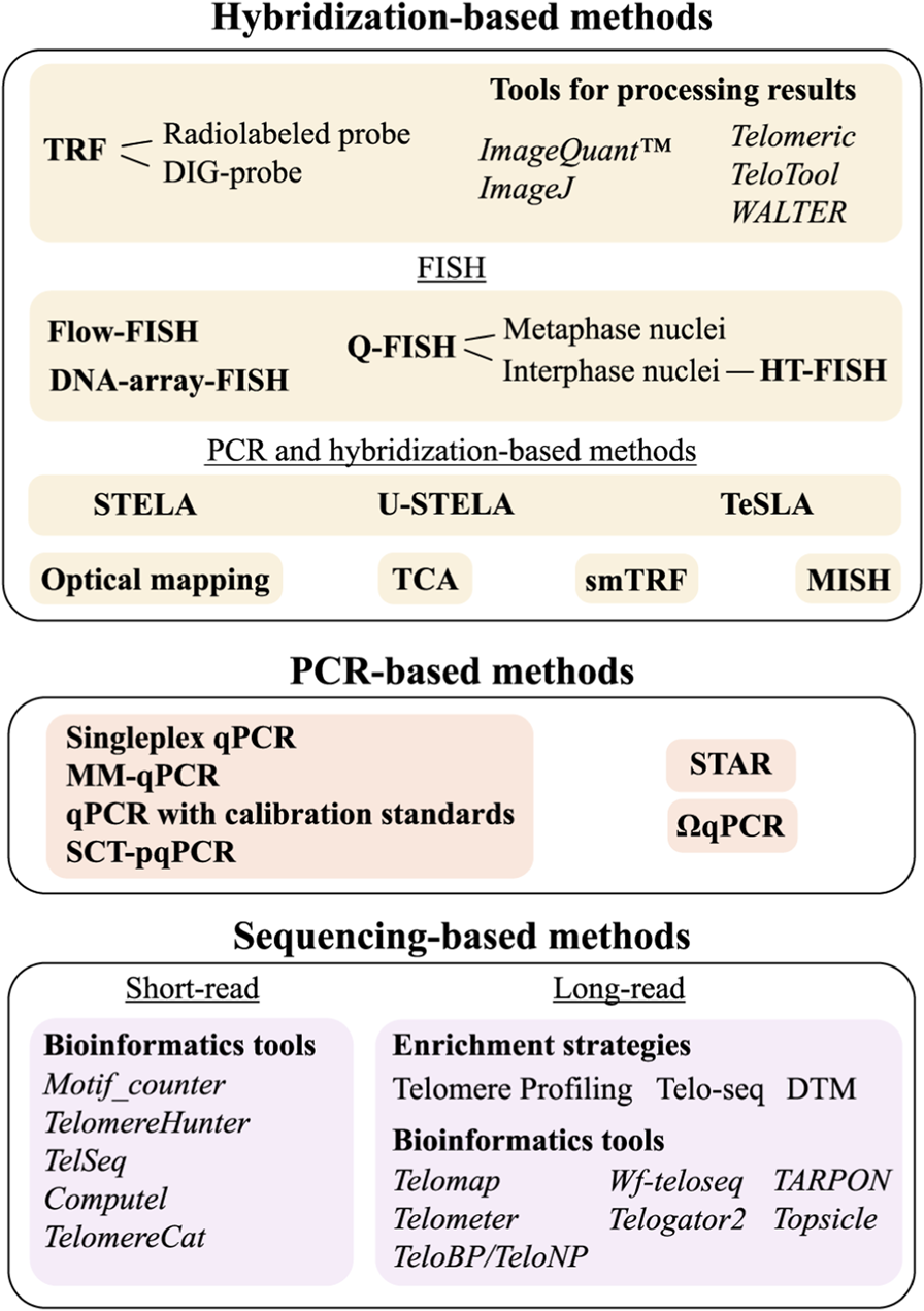 Diagram categorizing telomere length analysis methods into three main groups: hybridization-based, PCR-based, and sequencing-based methods. Hybridization methods include FISH, TRF, and PCR coupled with hybridization. PCR-based methods list various qPCR techniques. Sequencing methods differentiate between short-read and long-read strategies, mentioning bioinformatics tools like TelomereHunter and enrichment strategies like Telo-seq.