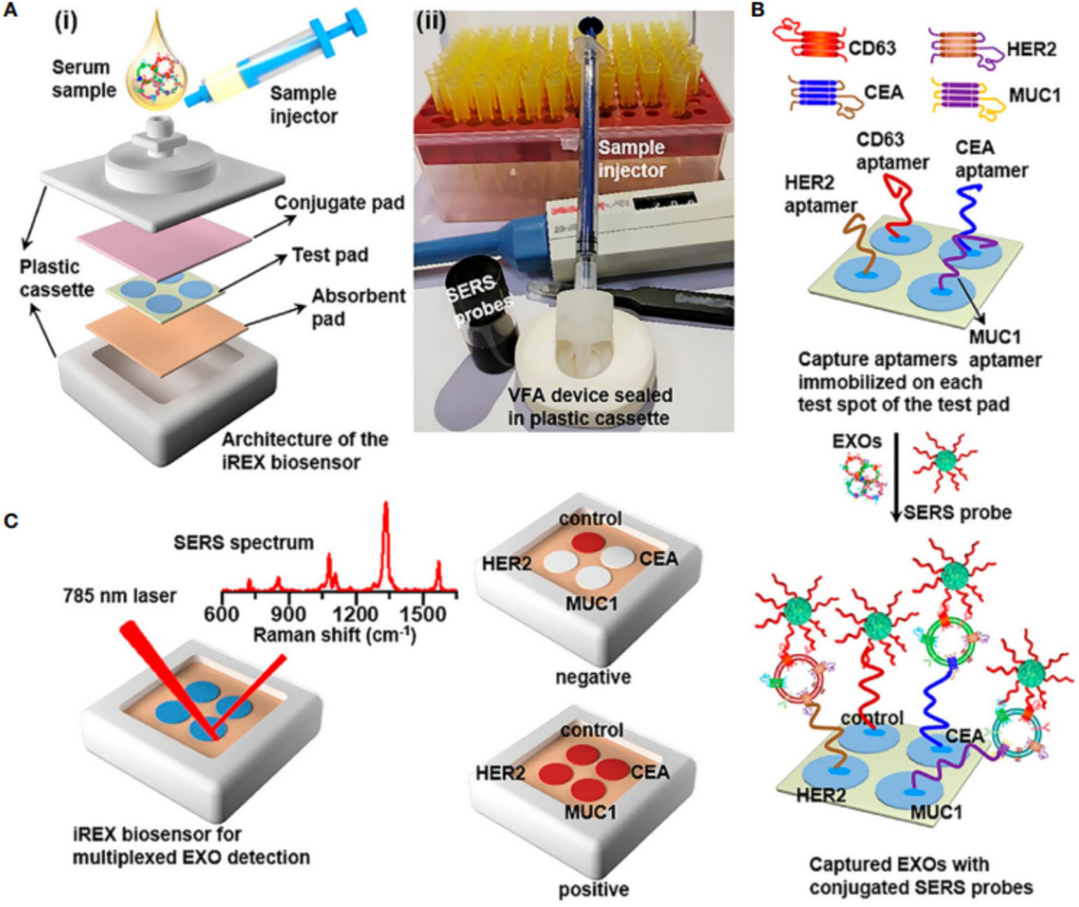Diagram illustrating the iREX biosensor for exosome detection. Panel A shows the architecture, with labeled components such as the serum sample injector, conjugate pad, test pad, and absorbent pad in a plastic cassette. Panel B details the capture aptamers, including CD63, CEA, HER2, and MUC1, immobilized on the test pad, and the interaction with SERS probes. Panel C depicts the application of a 785 nm laser to detect multiple exosomes. Positive and negative control images demonstrate the results on a test pad.
