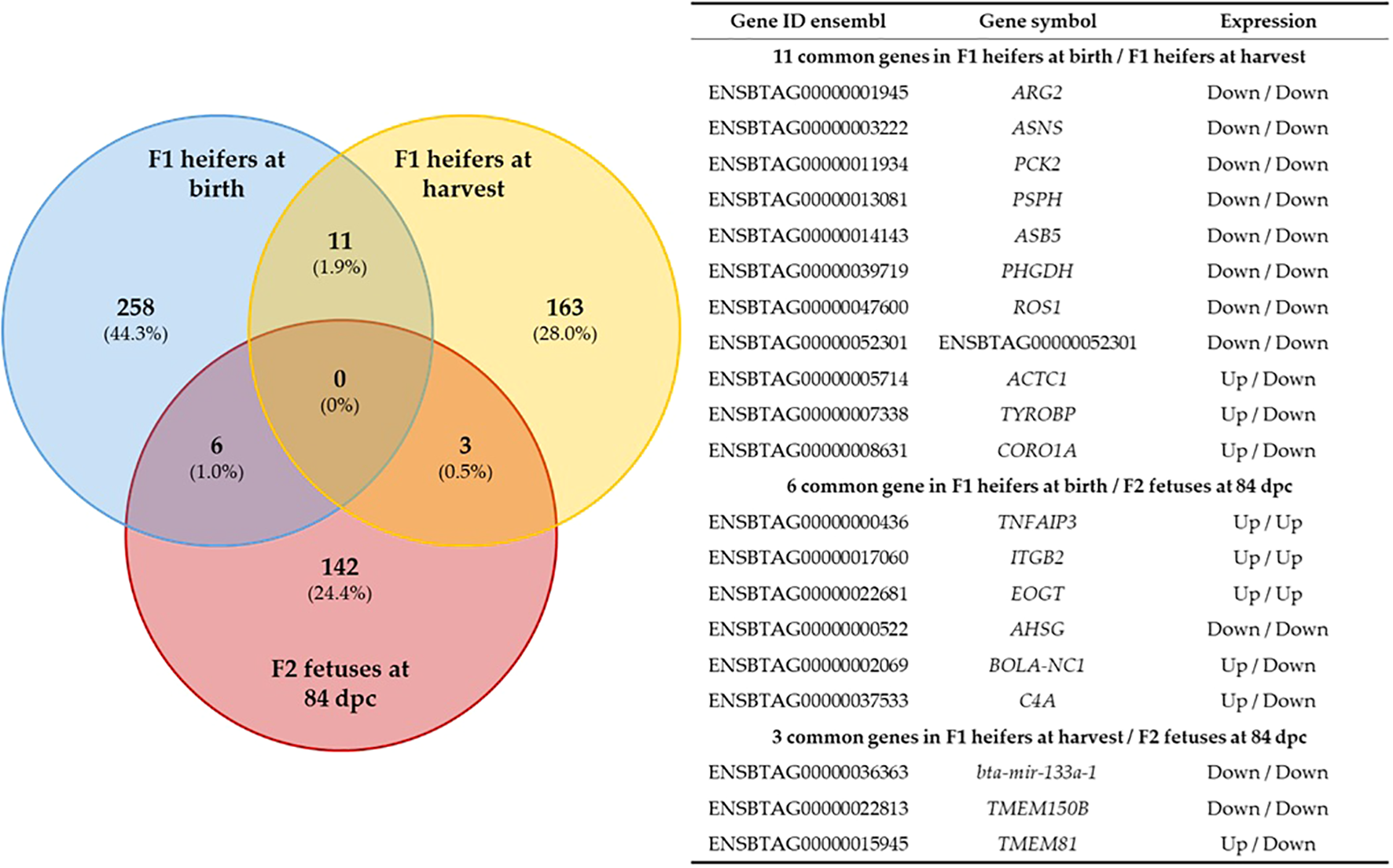 Venn diagram comparing genes in F1 heifers at birth, F1 heifers at harvest, and F2 fetuses at 84 days post-conception. Heifers at birth have 258 unique genes, at harvest 163, and fetuses 142. Overlapping sections show 11 shared genes between heifers at birth and harvest, 6 between heifers at birth and fetuses, and 3 between heifers at harvest and F2 fetuses. No genes are common to all groups. A table lists gene IDs, symbols, and expression levels, detailing common genes in these categories.