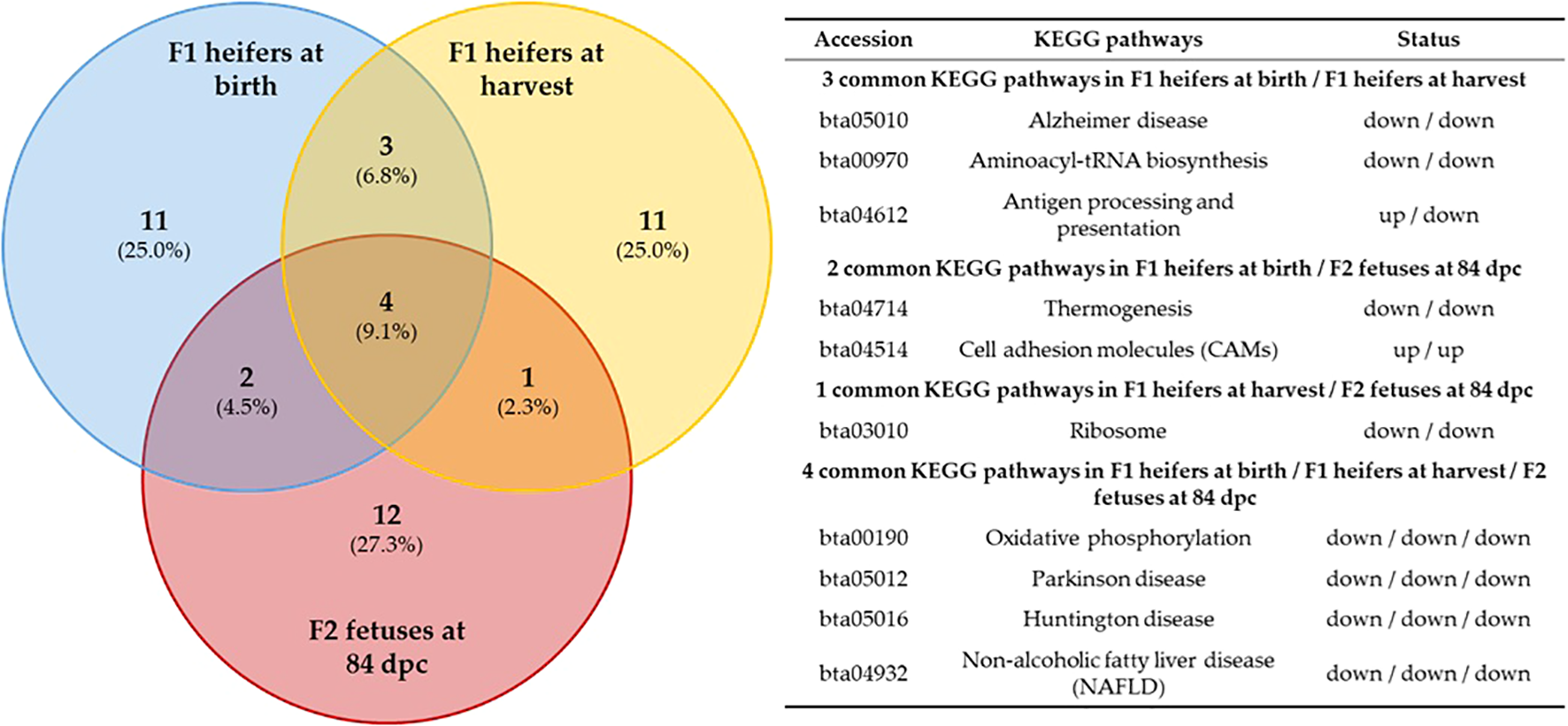 A Venn diagram with three overlapping circles represents KEGG pathways in F1 heifers at birth, F1 heifers at harvest, and F2 fetuses at 84 days postconception. Numbers indicate the count and percentage within each section. A table lists accession numbers, KEGG pathways, and status changes (up or down) for common pathways between these groups.