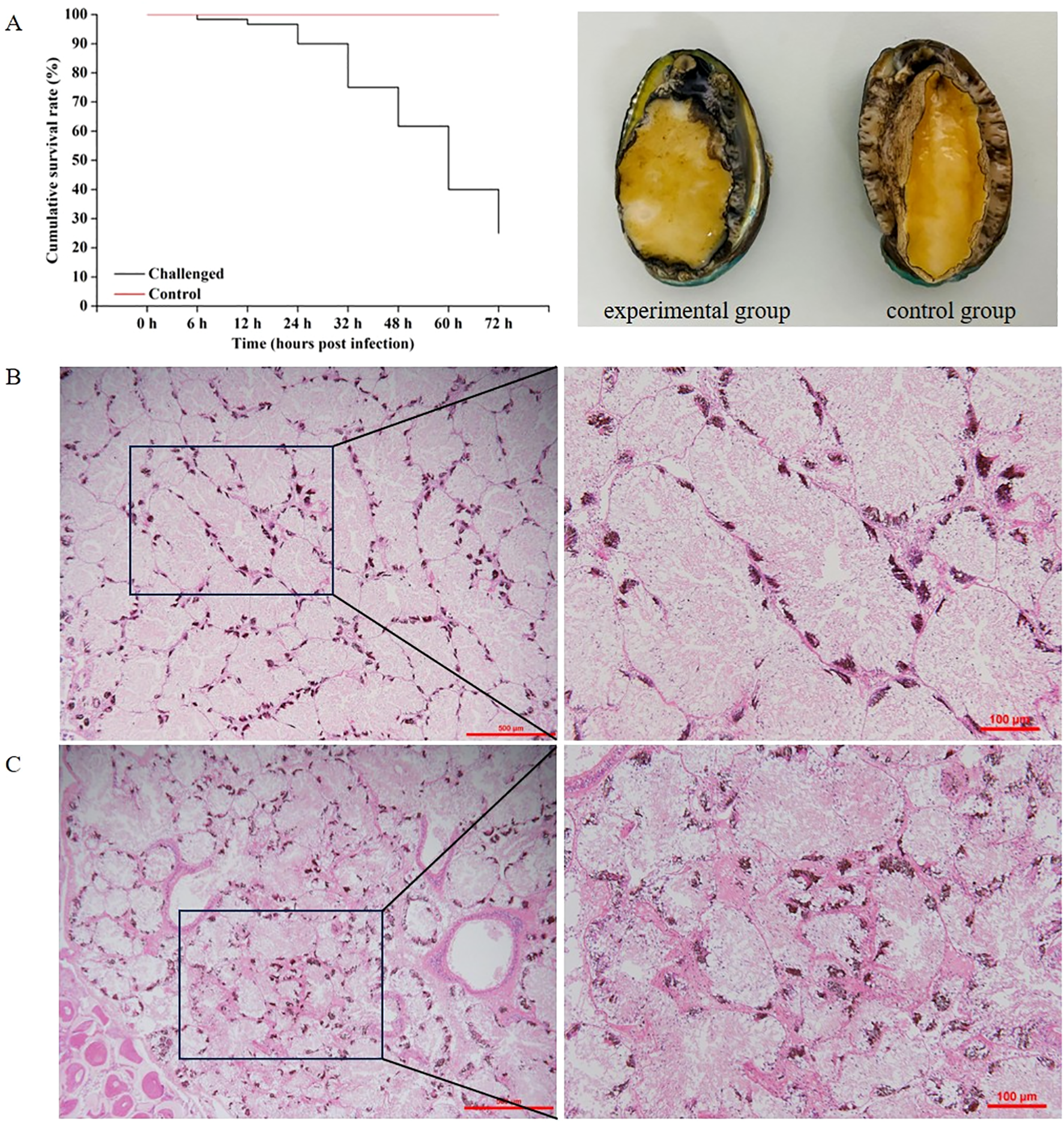 Chart A displays a survival rate graph for “Challenged” versus “Control” groups over 72 hours. Above, there are images of two specimens labeled “experimental group” and “control group.” Sections B and C show microscopic images of tissue samples, each with a zoomed-in view. Scalebars indicate measurements of 500 micrometers and 100 micrometers.