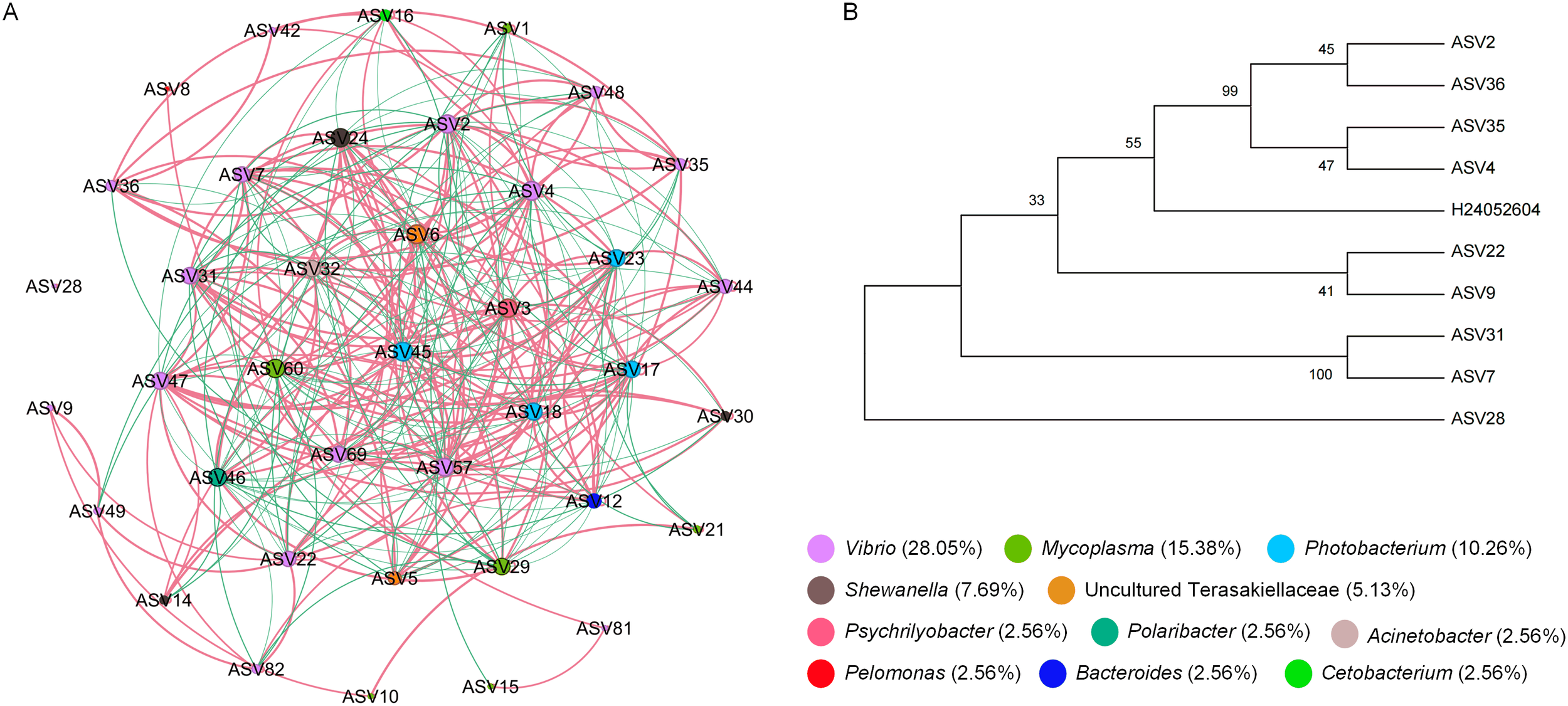 Diagram labeled “A” shows a complex network of ASVs (Amplicon Sequence Variants) interconnected by pink and green lines, each ASV in various colors representing different bacterial taxa. Diagram labeled “B” presents a hierarchical tree diagram with ASVs clustered, indicating genetic relatedness. A legend identifies colors linked to bacterial genera such as Vibrio, Mycoplasma, Photobacterium, and others, with associated percentages representing their prevalence.