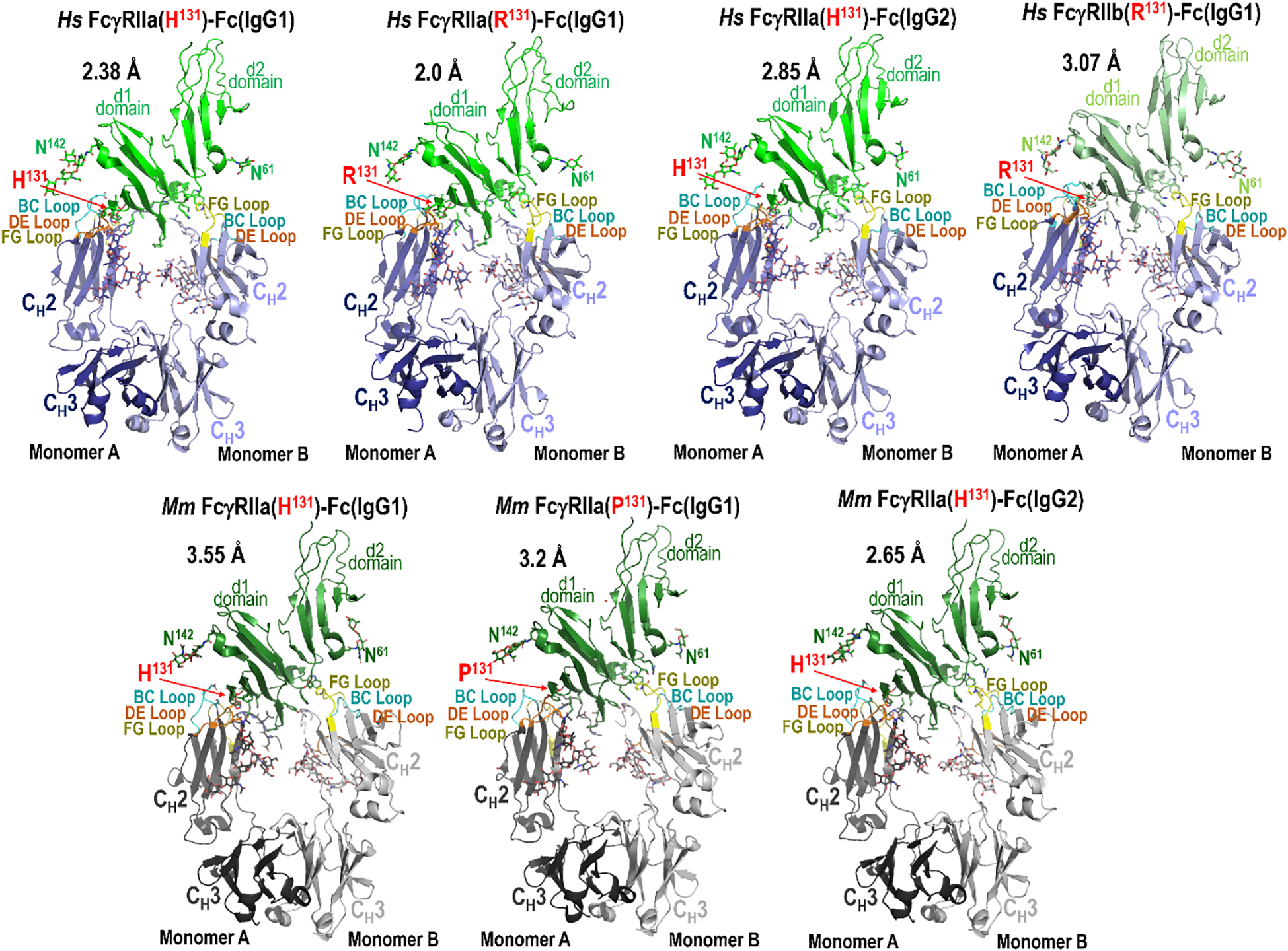 Multiple panel figure showing the structures of the human and macaque high and low affinity variants of Fc?RIIa in complex with species matched IgG1 or IgG2 Fc and human Fc?RIIb in complex with human IgG1 Fc solved by X-ray crystallography.