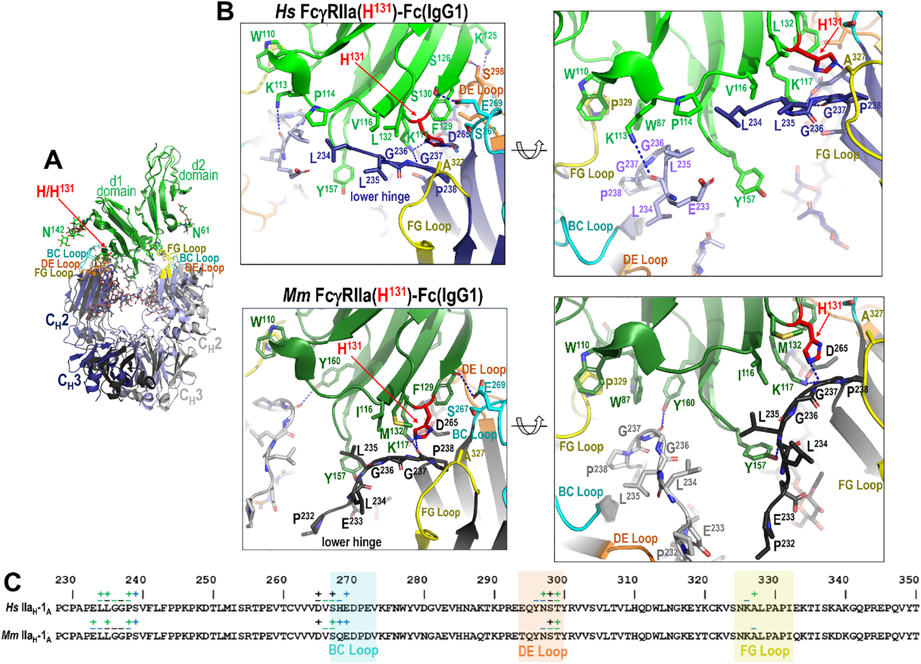 Three panel figure illustrating the difference between the IgG1 Fc-Fc?RIIa interface in the human and macaque high affinity H131 allele. Panels A and B show the human and macaque IgG1 Fc complex interfaces, respectively. Panel C shows the contribution of Fc monomer A residues to receptor binding for both species.