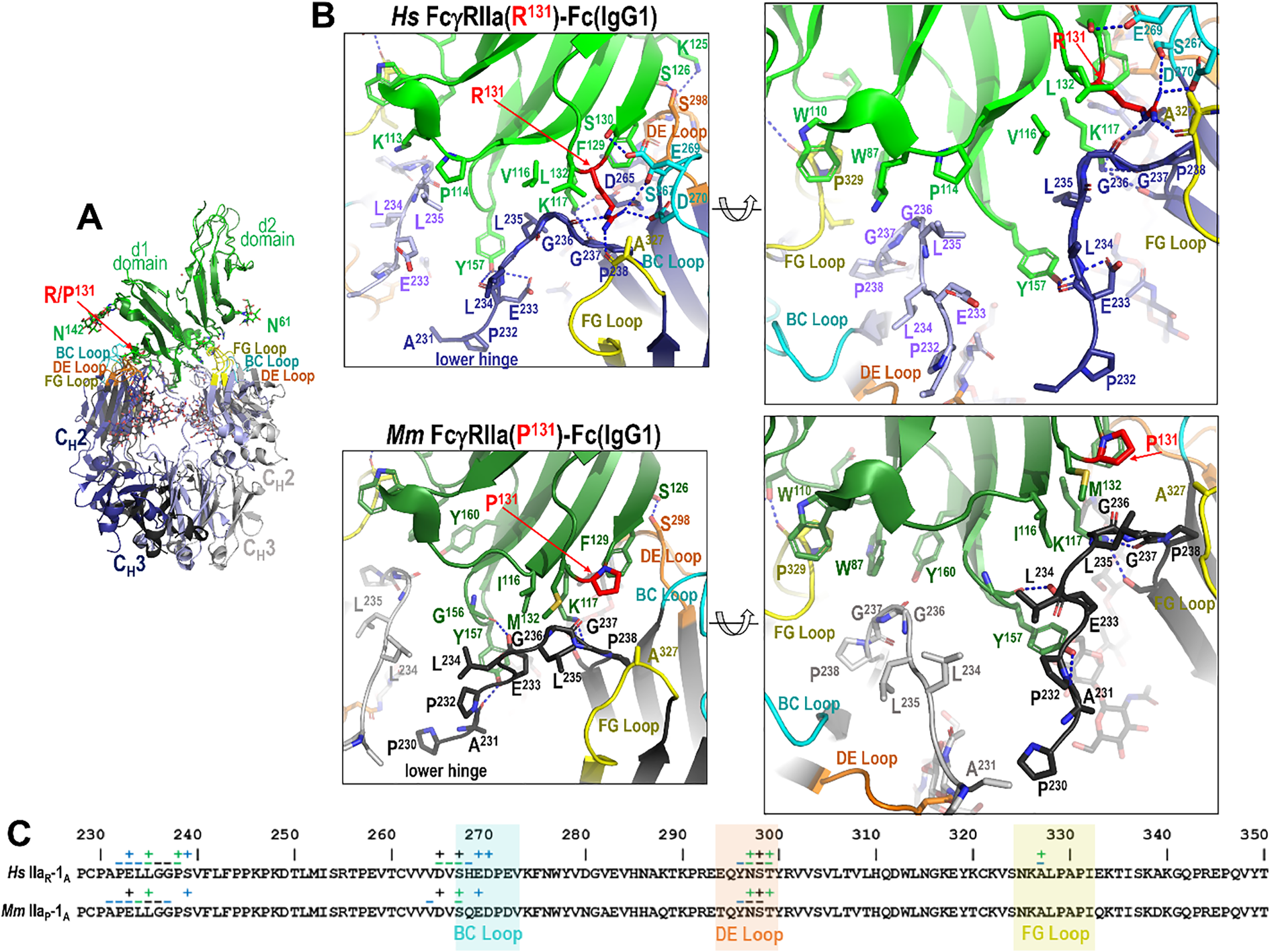 Three panel figure illustrating the interaction difference between IgG1 Fc-Fc?RIIa interface in the human and macaque low affinity R/P131 allele. Panels A and B show the human R131 and macaque P131 complex interfaces, respectively. Panel C shows the contribution of Fc monomer A residues to receptor binding.