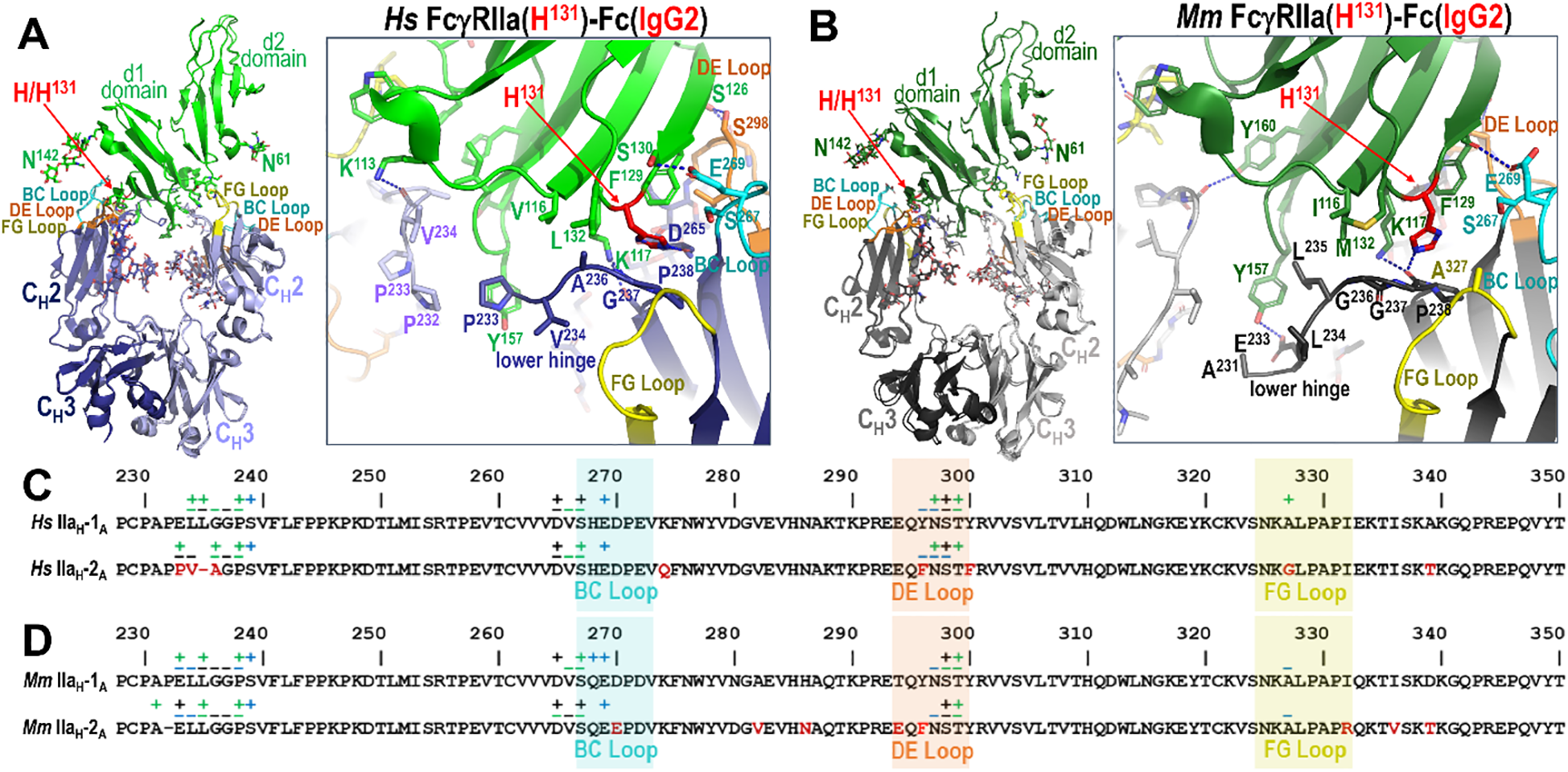 Four panel figure illustrating the binding mode of IgG2 Fc in the human H131 IgG2 Fc and the macaque H131 IgG2 Fc complexes. Panels A and B show the human and macaque IgG2 complex interfaces, respectively. Panels C and D show the contribution of Fc monomer A residues to receptor binding for IgG2 Fc as compared to IgG1 Fc for human and macaque, respectively.
