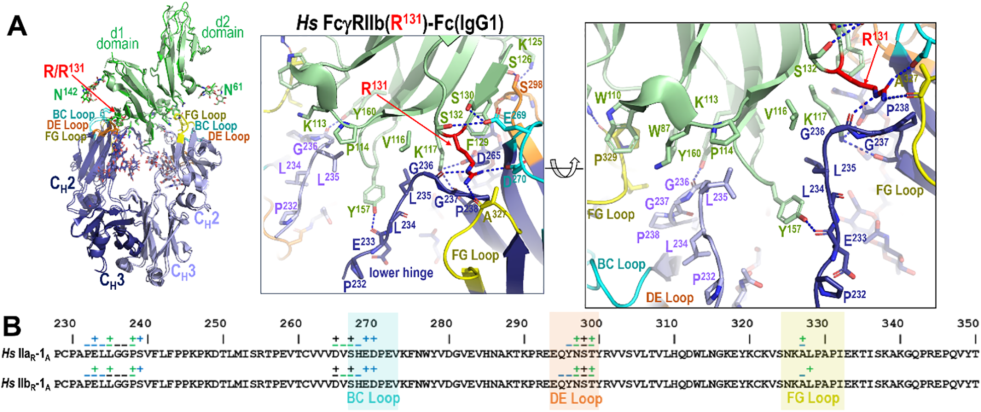 Two panel figure illustrating IgG1 Fc binding to human FcgRIIb. Panel A shows the human FcgRIIb IgG1 Fc complex interface. Panel B shows the contribution of Fc monomer A residues to receptor binding to FcgRIIb as compared to R131 FcgRIIa.