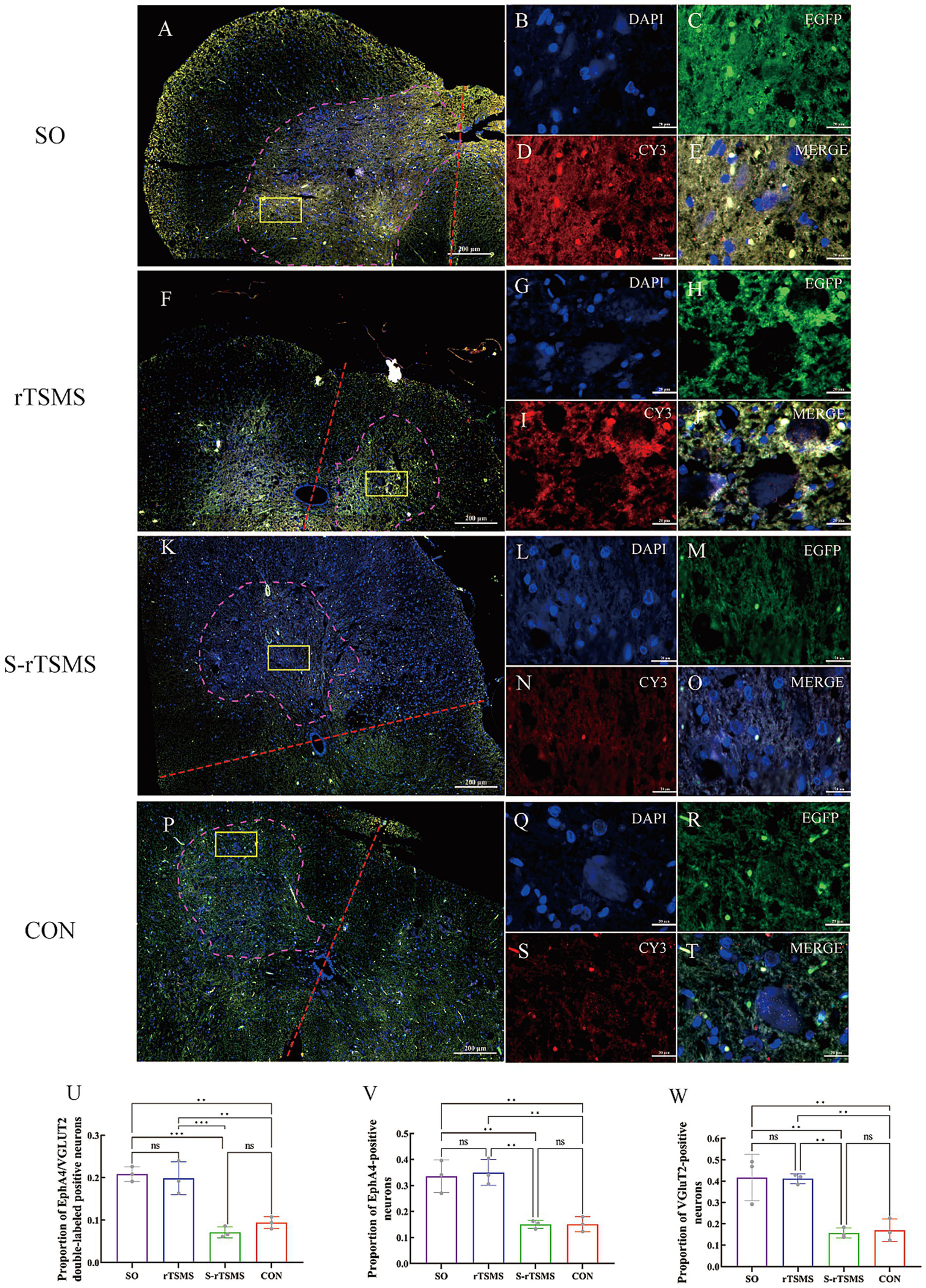 Fluorescent microscopy panels labeled A-T, showing brain tissue across various experimental conditions: SO, rTSMS, S-rTSMS, and CON. Each condition includes images with stains for DAPI (blue), EGFP (green), and CY3 (red) with merged images showing co-localization. Panels U, V, and W display bar charts comparing the proportion of EphA4/VGLUT2, EphA4-positive, and VGLUT2-positive neurons across the conditions with statistical significance indicated.