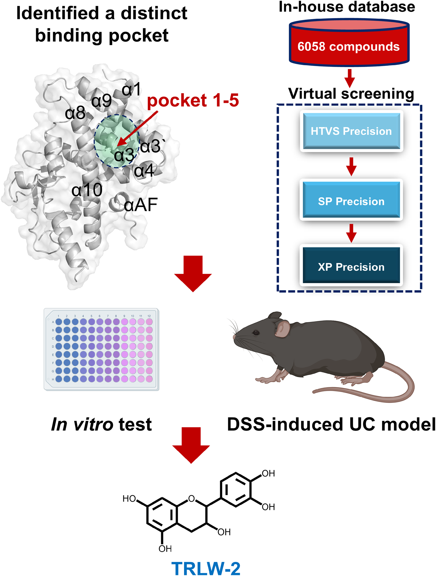 Diagram illustrating a drug discovery process: a protein structure with a highlighted binding pocket is identified. An in-house database of six thousand fifty-eight compounds undergoes virtual screening with HTVS, SP, and XP precision levels. Selected compounds are tested in vitro using a well plate and in a DSS-induced ulcerative colitis mouse model. The chemical structure of molecule TRLW-2 is shown.
