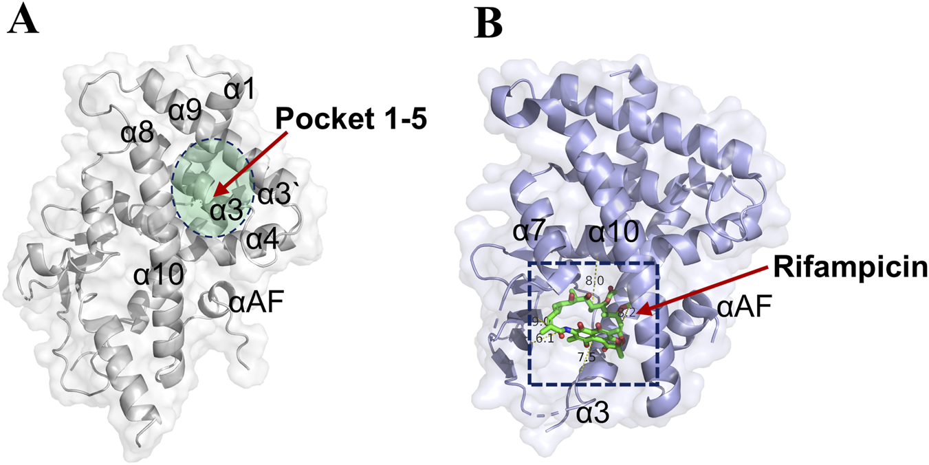 Molecular structure diagrams showing two scenarios. A) A protein structure with labeled helices (α1-α10) highlighting "Pocket 1-5" near α3. B) Another protein structure with rifampicin indicated near αAF, within a dashed box highlighting interactions with the compound.