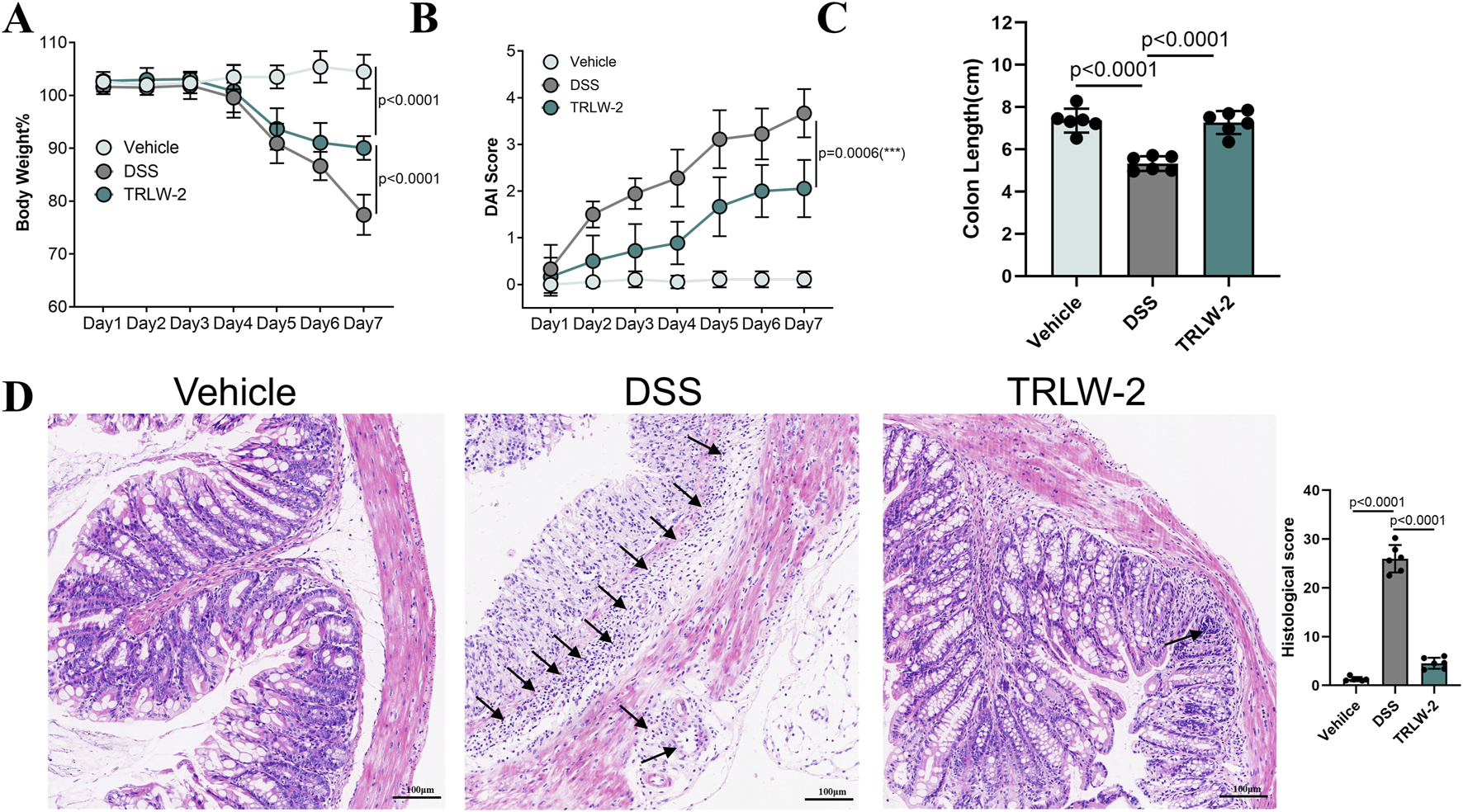Graphs and images showing the effects of Vehicle, DSS, and TRLW-2 treatments. Panel A displays body weight percentages over seven days, indicating significant weight losses with DSS only. Panel B shows DAI scores, with DSS leading to the highest increase. Panel C presents colon lengths, with DSS causing the most reduction. Panel D includes histological images: Vehicle-treated colon appears normal, DSS shows inflammation with arrows indicating damage, and TRLW-2 appears similar to Vehicle. A bar graph in panel D illustrates the histological scores, with DSS significantly higher than both Vehicle and TRLW-2.