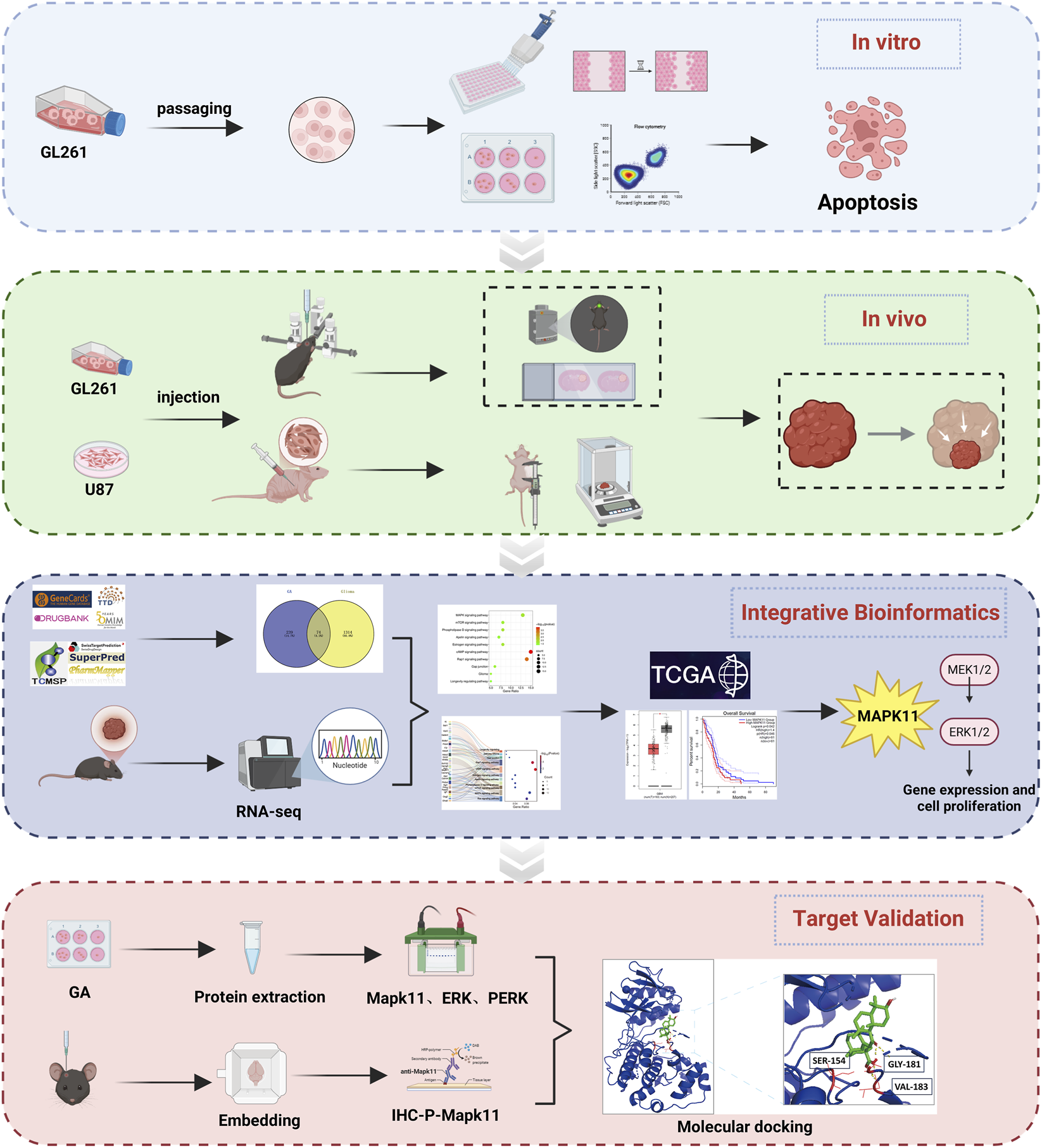 Flowchart illustrating a multi-step research process. Top section: In vitro analysis with GL261 cells, showing passaging, cell cultures, assays, and apoptosis studies. Middle section: In vivo experiments with GL261 and U87 cells injected into mice, showing tumor monitoring and measurement. Third section: Integrative Bioinformatics involving databases like GeneCards, RNA sequencing, and analysis with TCGA, focusing on MAPK11’s role in gene expression and cell proliferation. Bottom section: Target Validation with protein extraction, examining Mapk11, ERK, and PERK, and molecular docking with highlighted amino acids.