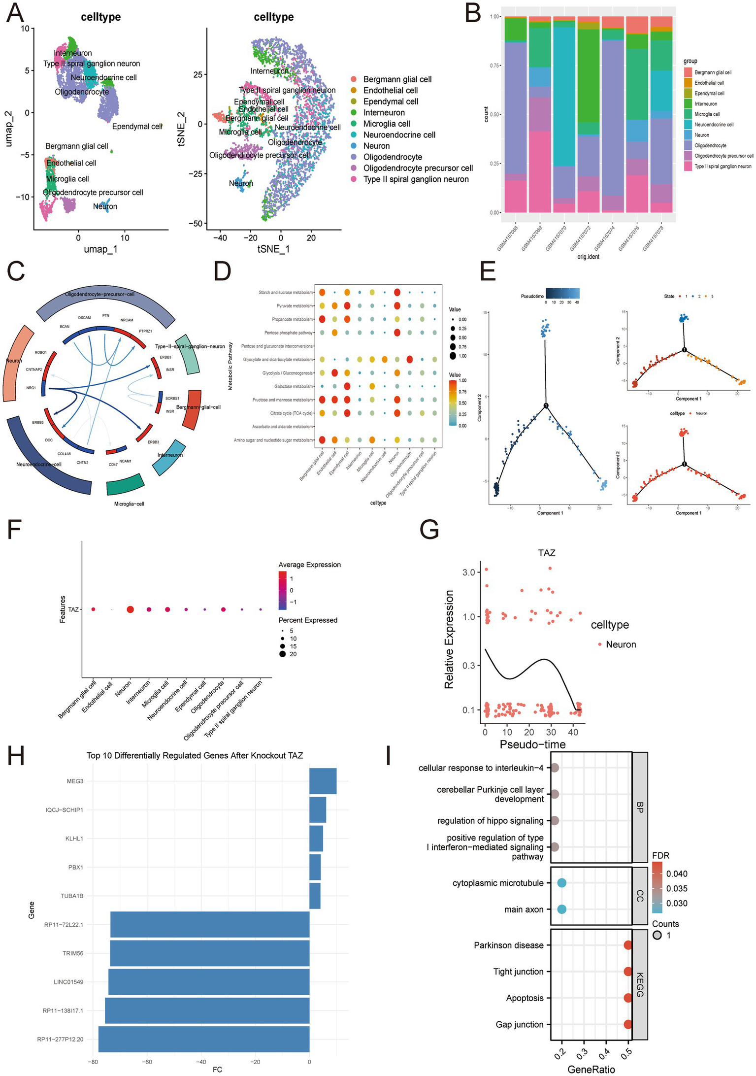 Scientific visualization consisting of multiple panels. Panel A displays two scatter plots with cell type clustering using UMAP and t-SNE projections. Panel B shows a stacked bar chart representing cell type distribution across different categories. Panel C is a circular diagram illustrating gene interactions. Panel D presents a dot plot of gene expression values across cell types. Panel E comprises pseudotime trajectory plots with branching paths. Panel F is a lollipop chart of average gene expression with varying expression percentages. Panel G shows a line graph of TAZ gene expression over pseudotime. Panel H is a bar chart of the top differentially regulated genes after TAZ knockout. Panel I includes dot plots for gene enrichment analysis, displaying gene ratios and FDR values.