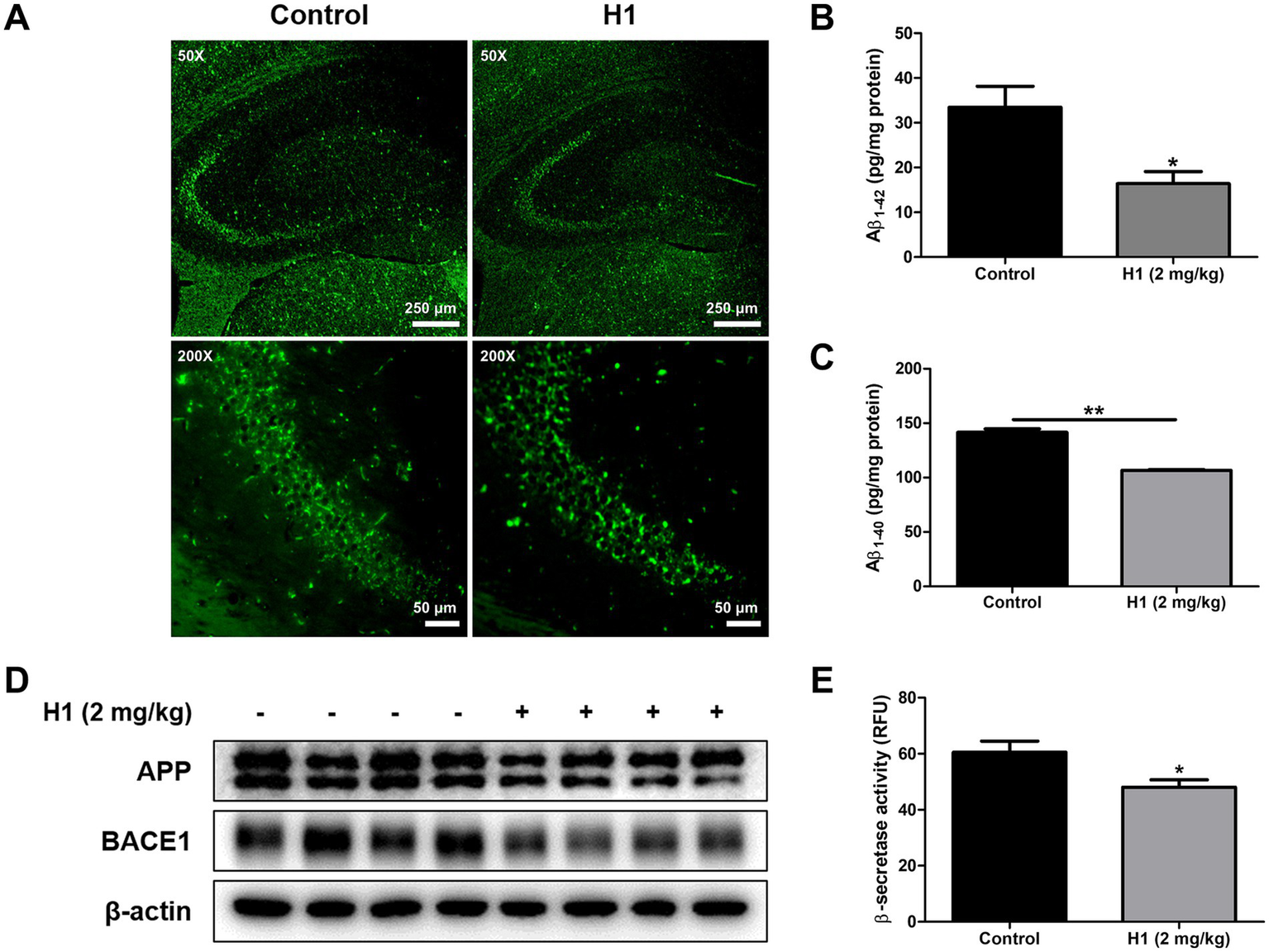 Microscopic and graphical analysis of control and H1 (2 mg/kg) treatments. Panel A: Fluorescent images showing brain sections at 50X and 200X magnification, comparing control and H1 treatments. Panels B and C: Bar graphs showing a significant reduction in Aβ₁₄₂ and Aβ₁₄₀ levels in H1 treatment, indicated by asterisks denoting statistical significance. Panel D: Western blot analysis shows expressions of APP, BACE1, and β-actin in control and H1-treated samples. Panel E: Bar graph depicting reduced β-secretase activity in H1 treatment. Asterisks indicate statistical significance.
