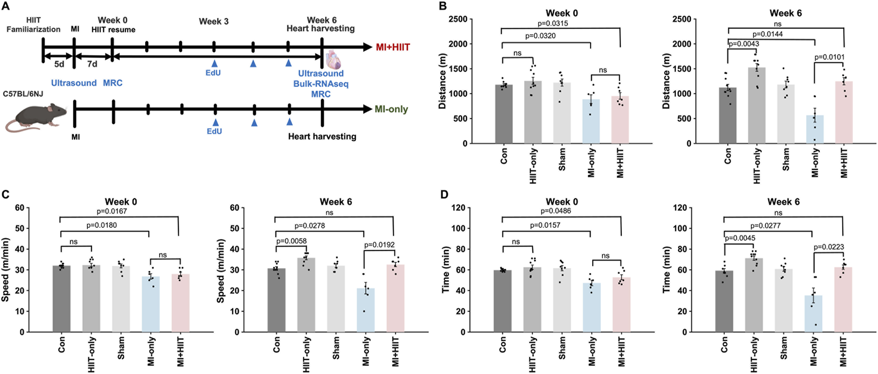 Timeline diagram and bar graphs comparing exercise and heart data in mice. Panel A shows a timeline of HIIT and MI procedures on mice over six weeks. Panels B, C, and D display bar graphs representing distance, speed, and time, respectively, for different groups: Control, HIIT-only, Sham, MI-only, and MI+HIIT, at weeks zero and six. Statistical significance is indicated with p-values.