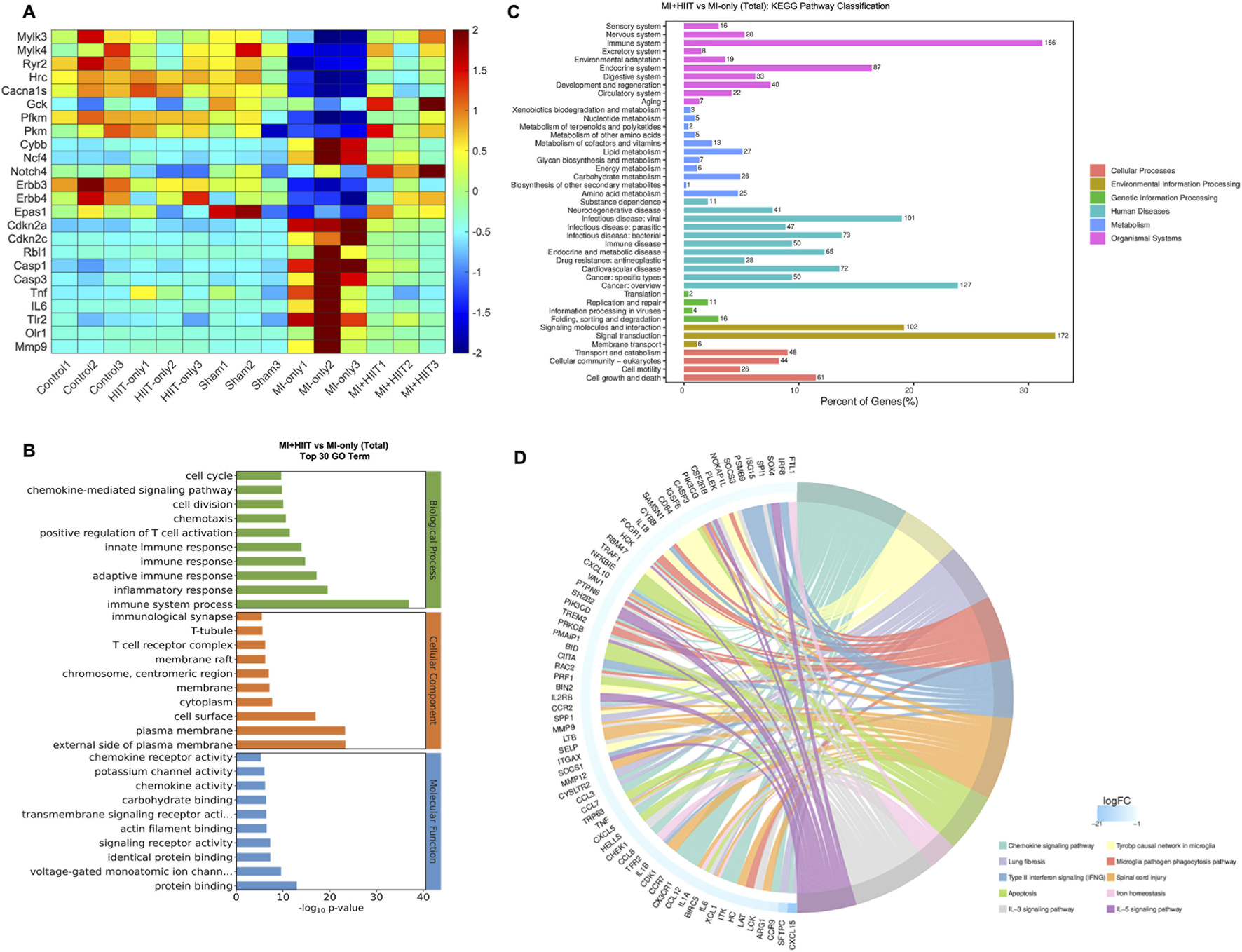 The image includes four panels of data visualizations comparing gene and pathway classifications. Panel A is a heatmap showing gene expression levels across different conditions. Panel B is a bar chart illustrating the top 30 GO terms with significant differences between MI-HIIT and MI-only groups, categorized by biological processes, cellular components, and molecular functions. Panel C is a KEGG pathway classification bar chart displaying the percentage of genes involved in various pathways, organized by processes such as cellular and environmental information processing. Panel D is a circular chord diagram linking genes to different signaling pathways, with color-coded log fold changes.