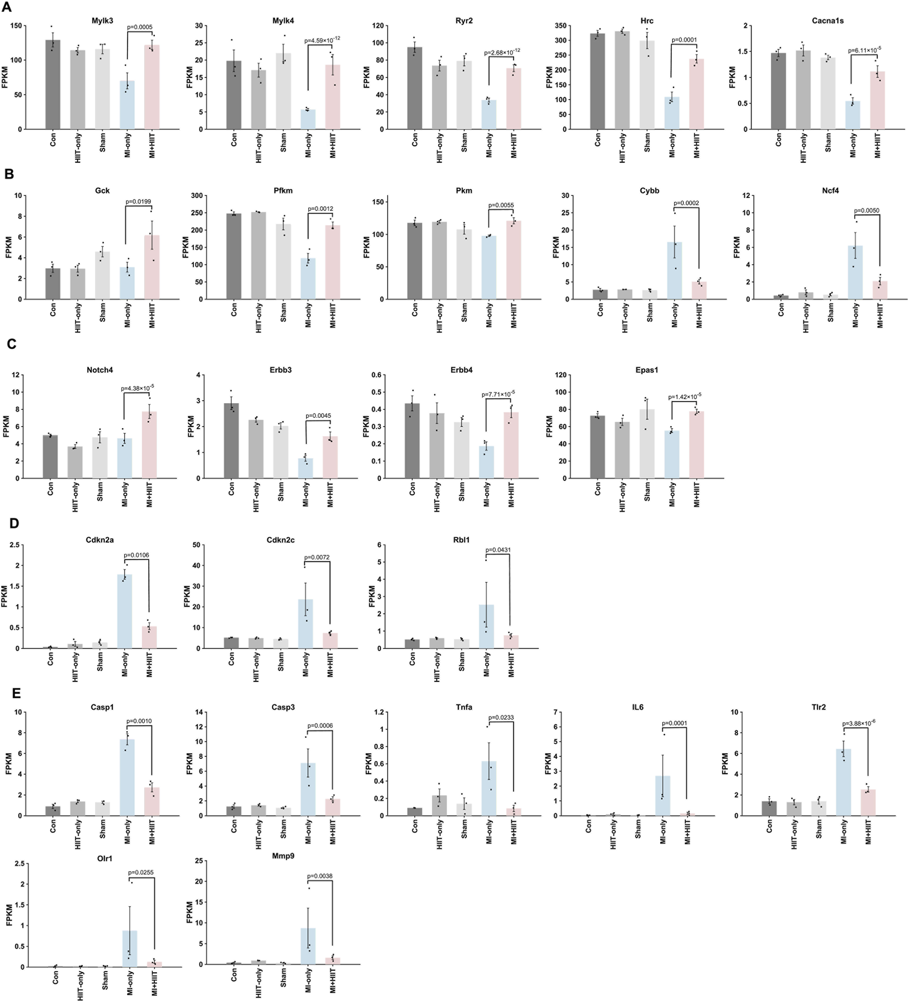 Five panels of bar graphs labeled A to E display expression levels of various genes (FPKM values) across different conditions: Con, IMT-early, IMT-late, Sham, and MI-RHT. Panel A includes genes like Myh3 and Cacna1s. Panel B shows genes such as Gck and Ncf4. Panel C features Notch4 and Epas1. Panel D highlights Cdkn2a and Rb1. Panel E covers Casp3 and Tlr2. Statistically significant differences are marked with p-values.