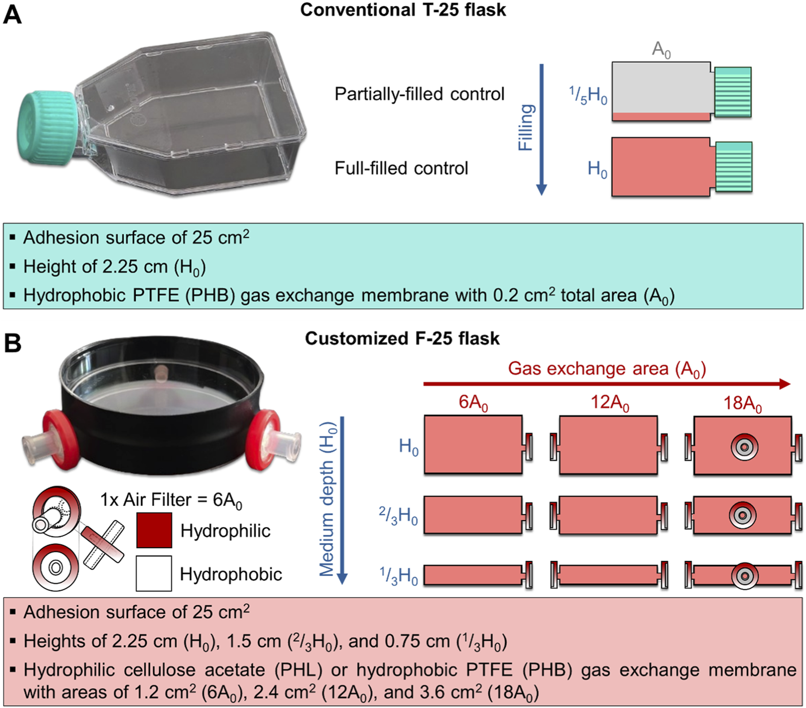Comparison of two flask types for cell culture: panel A shows a conventional T-25 flask with a side label highlighting its features, including a 25 square centimeter adhesion surface, height of 2.25 centimeters, and a small hydrophobic PTFE gas exchange membrane; panel B displays a customized F-25 flask with side ports for larger gas exchange areas, different membrane materials, and variable medium depths, with specifications provided below each panel.