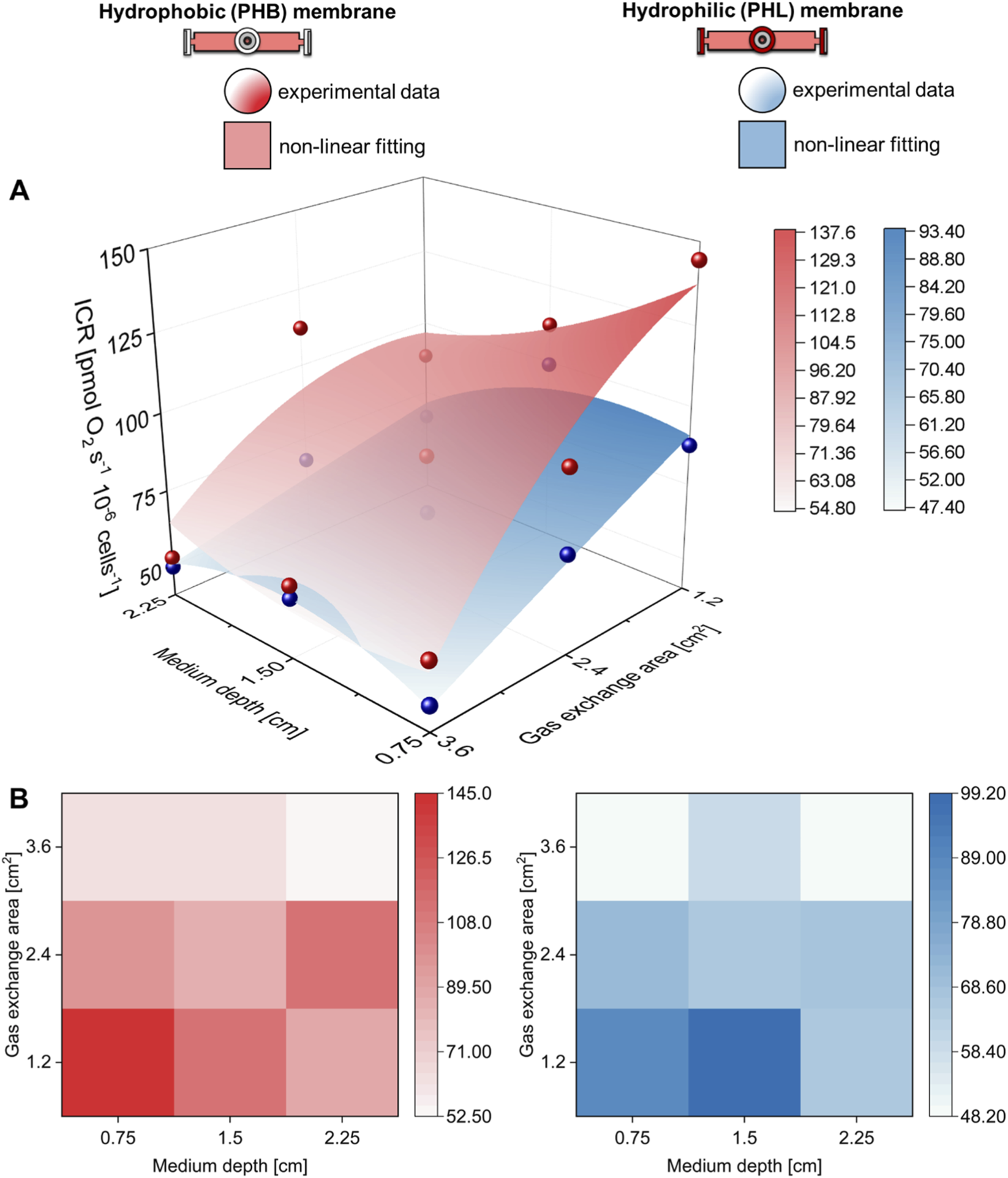 Three data visualizations compare experimental data and non-linear fitting for hydrophobic (PHB) and hydrophilic (PHL) membranes. Panel A shows a 3D plot of ICR oxygen consumption rate versus medium depth and gas exchange area, with red and blue points and surfaces representing PHB and PHL membranes, respectively. Panel B displays two heat maps, left in shades of red for PHB and right in shades of blue for PHL, illustrating ICR values for various medium depths and gas exchange areas. Legends indicate value ranges and color gradients.