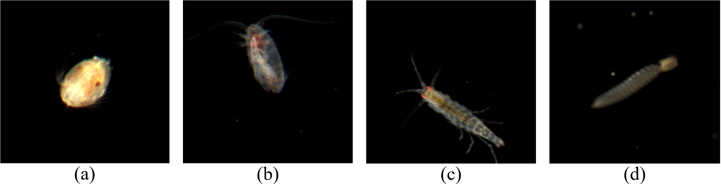 Four microscopic images of marine organisms against a black background. (a) Shows a small, oval-shaped organism with a bright center. (b) Depicts a translucent organism with antennae. (c) Features an elongated organism with visible segmentation and red eye spots. (d) Displays a slender, segmented organism with a slightly blurred outline.