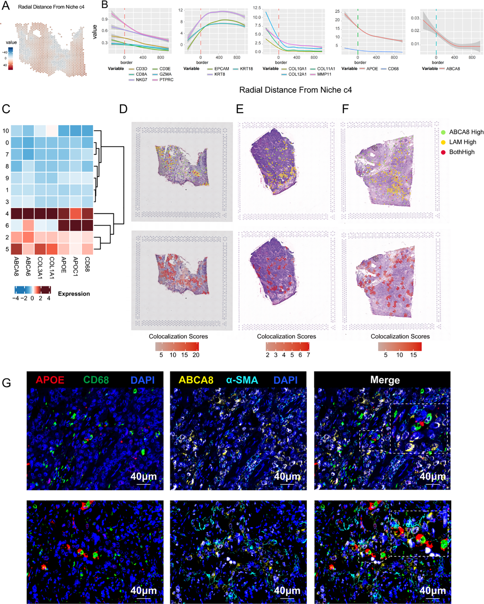 Panel A shows a radial distance heatmap from niche c4. Panel B includes five line graphs illustrating variable values at different radial distances for CD3G, EPOCAM, and others. Panel C displays a hierarchical clustering heatmap indicating gene expression levels. Panels D, E, and F show tissue samples with colocalization scores highlighted in different colors. Panel G consists of immunofluorescence images showing the expression of APOE, CD68, ABCA8, α-SMA, and DAPI, with a scale bar of forty micrometers.